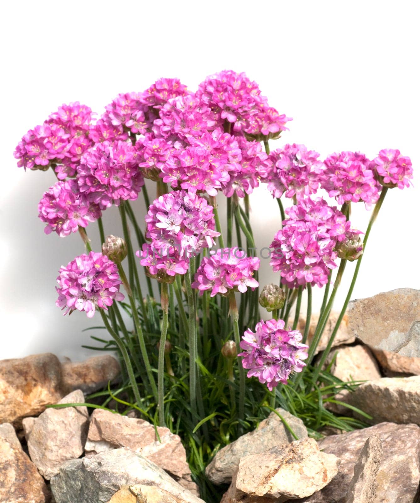Sandnelke, Dianthus, arenarius