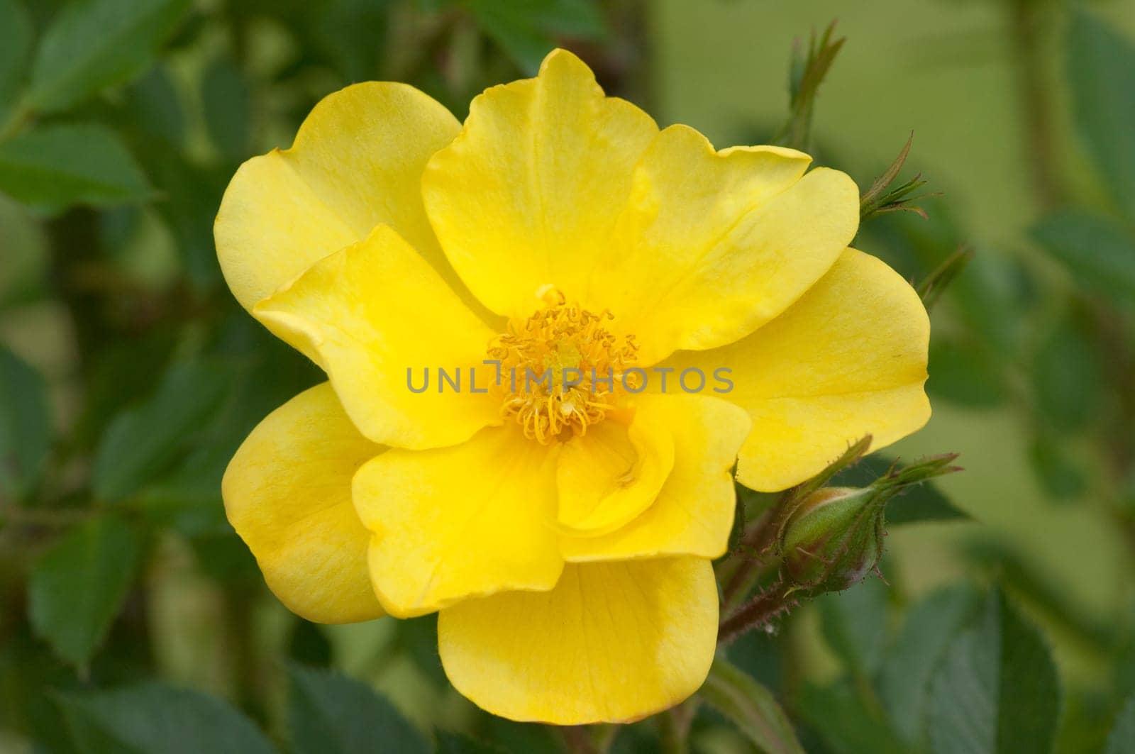 Kletterrose, Golden Age