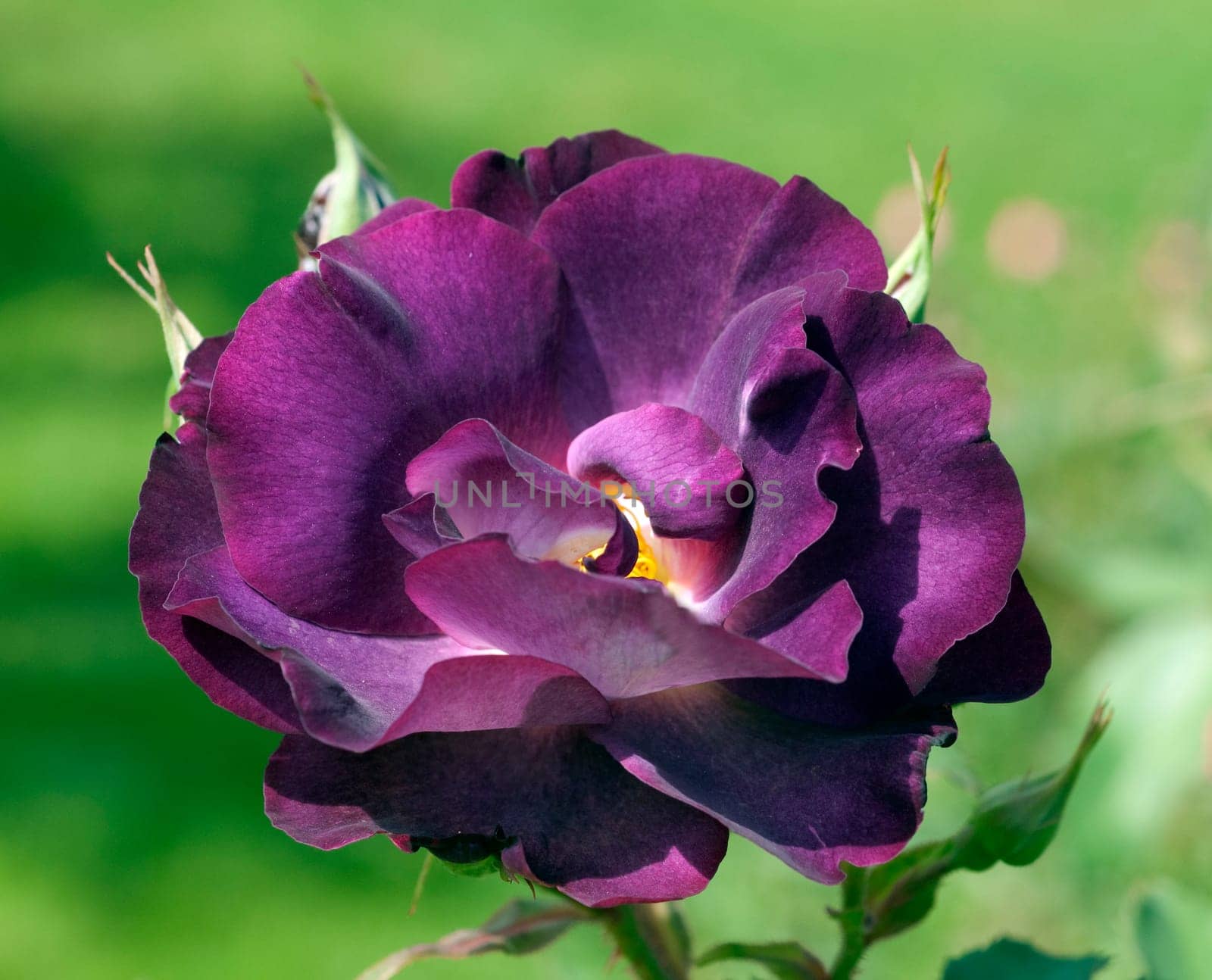 Strauchrose, Princesse Sibilla de Luxembourg