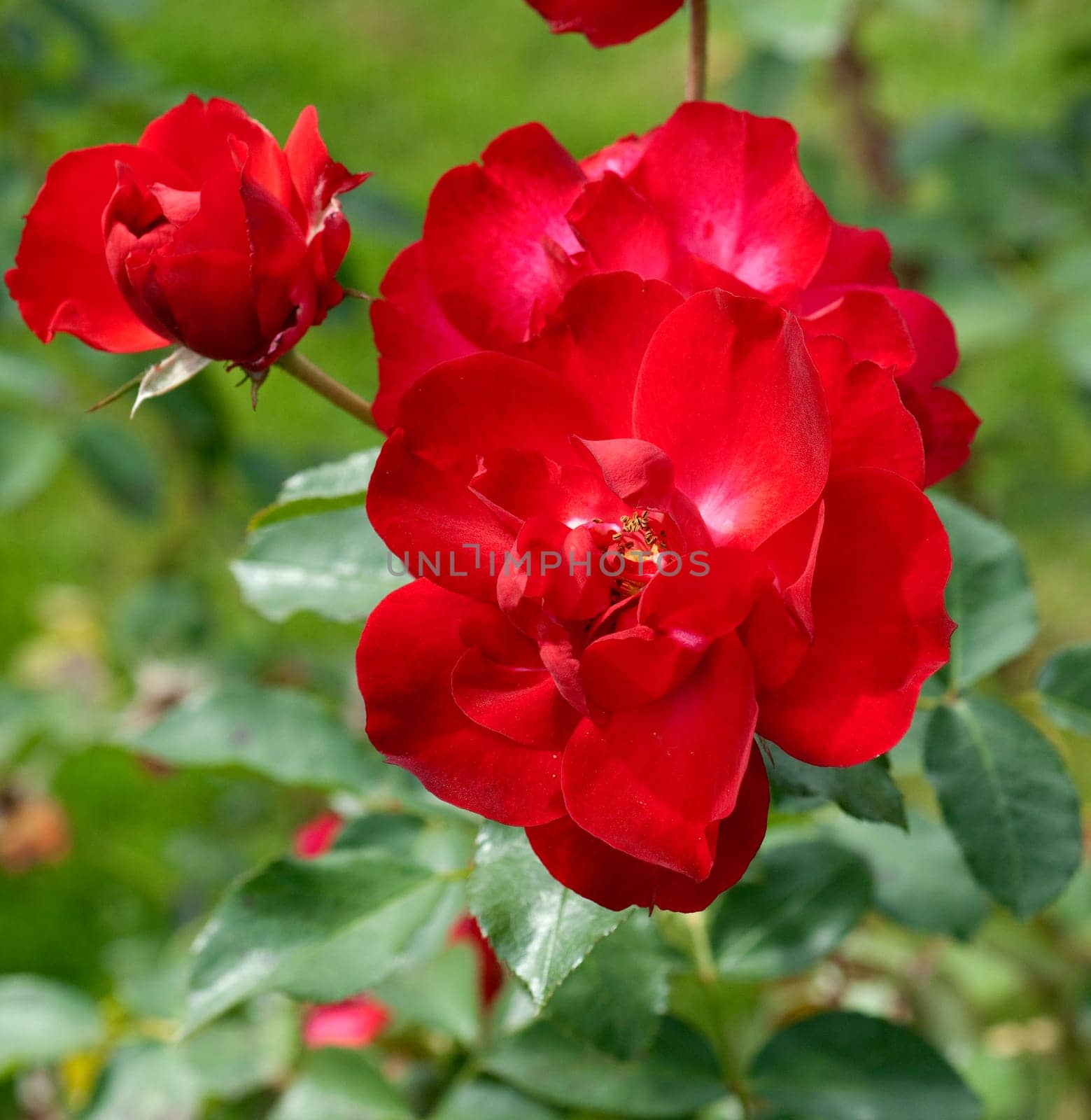 Strauchrose, Saupurni, Sauvageot
