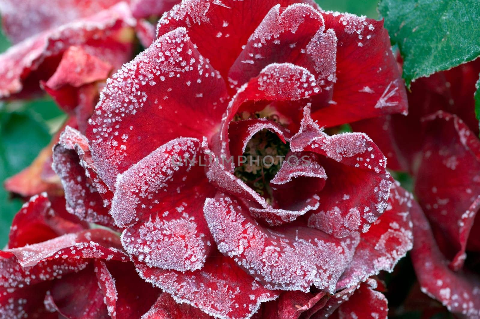 rote rose, raureif, Roter Korsar