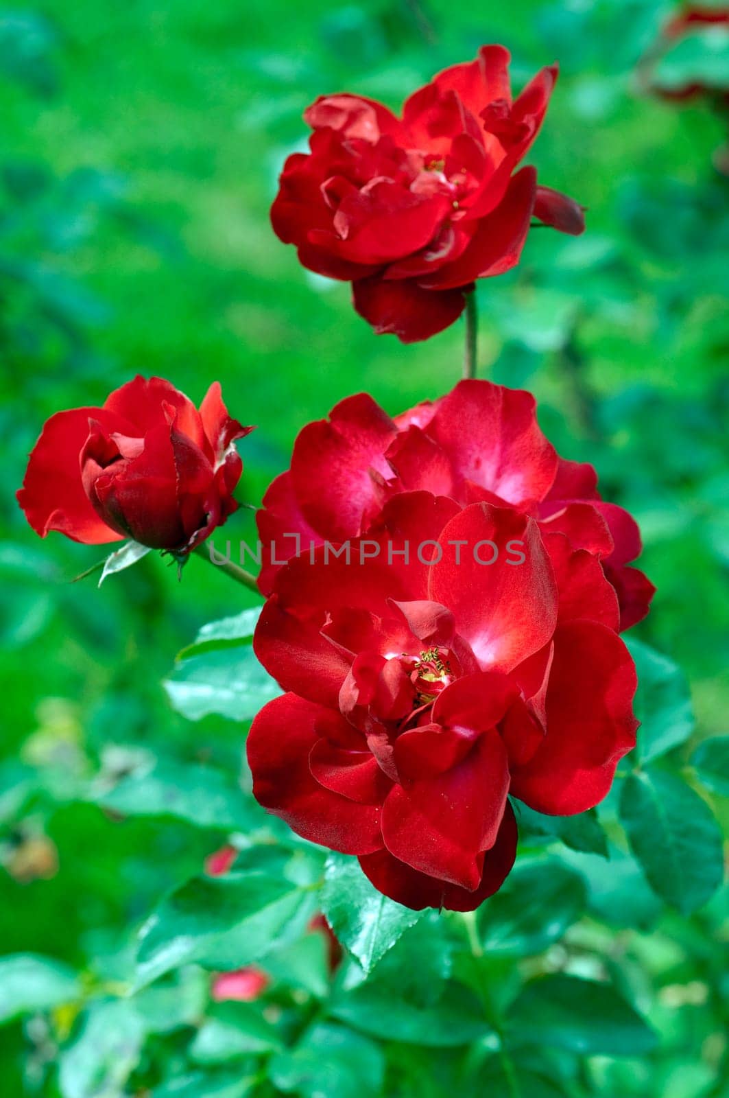 Strauchrose, Saupurni, Sauvageot