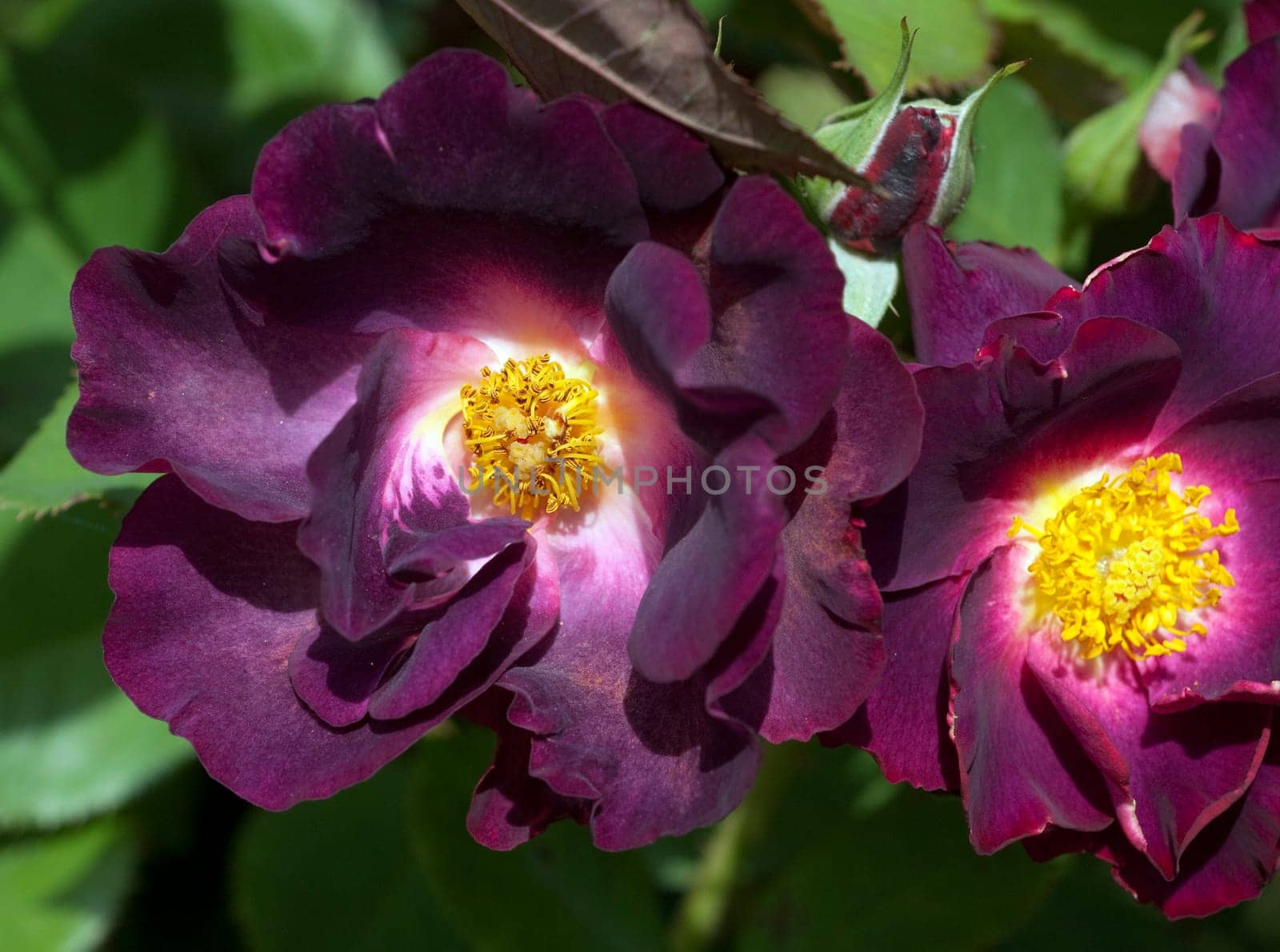 Strauchrose, Princesse Sibilla de Luxembourg
