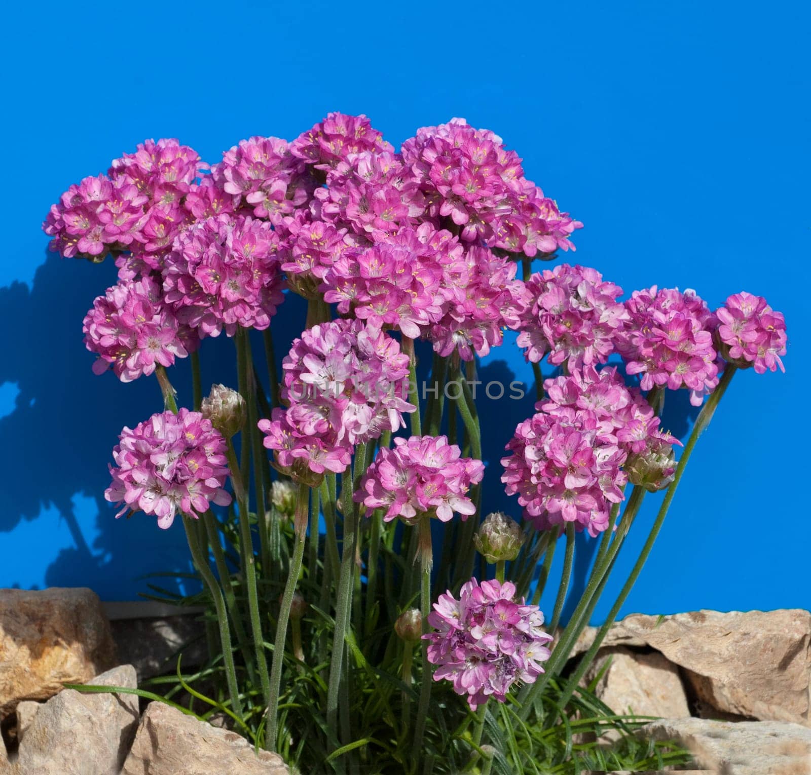 Sandnelke, Dianthus, arenarius