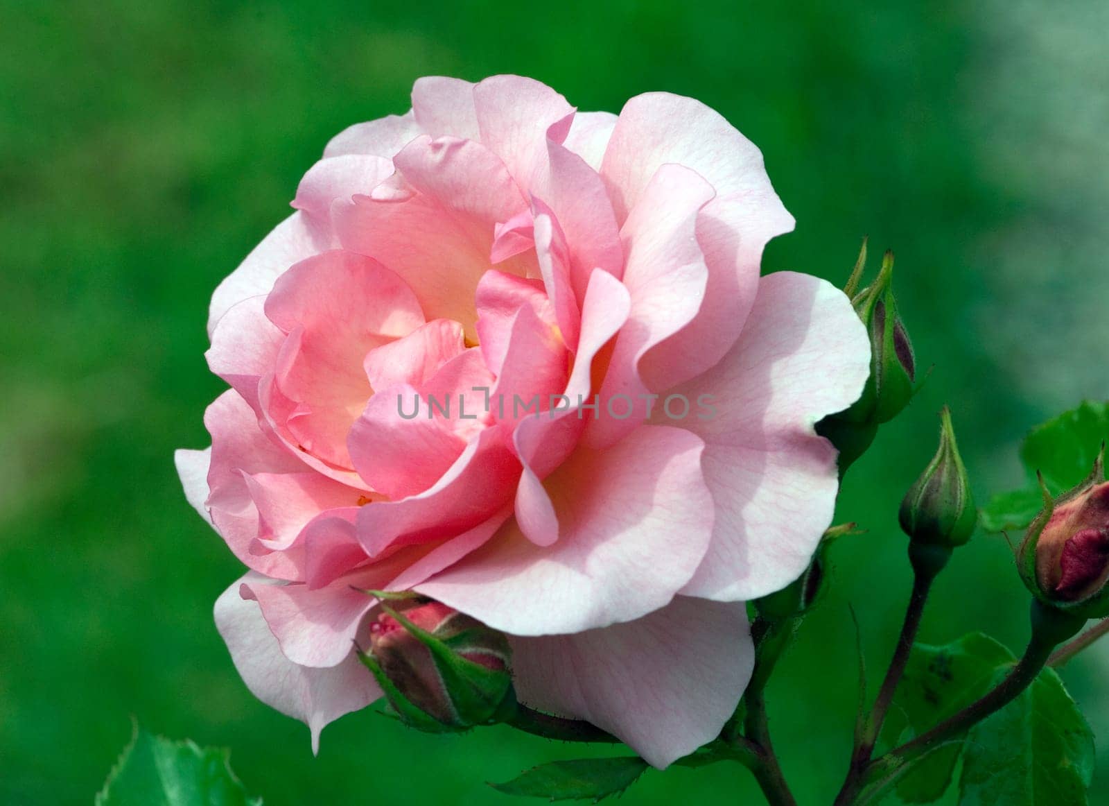 Strauchrose, Rosario