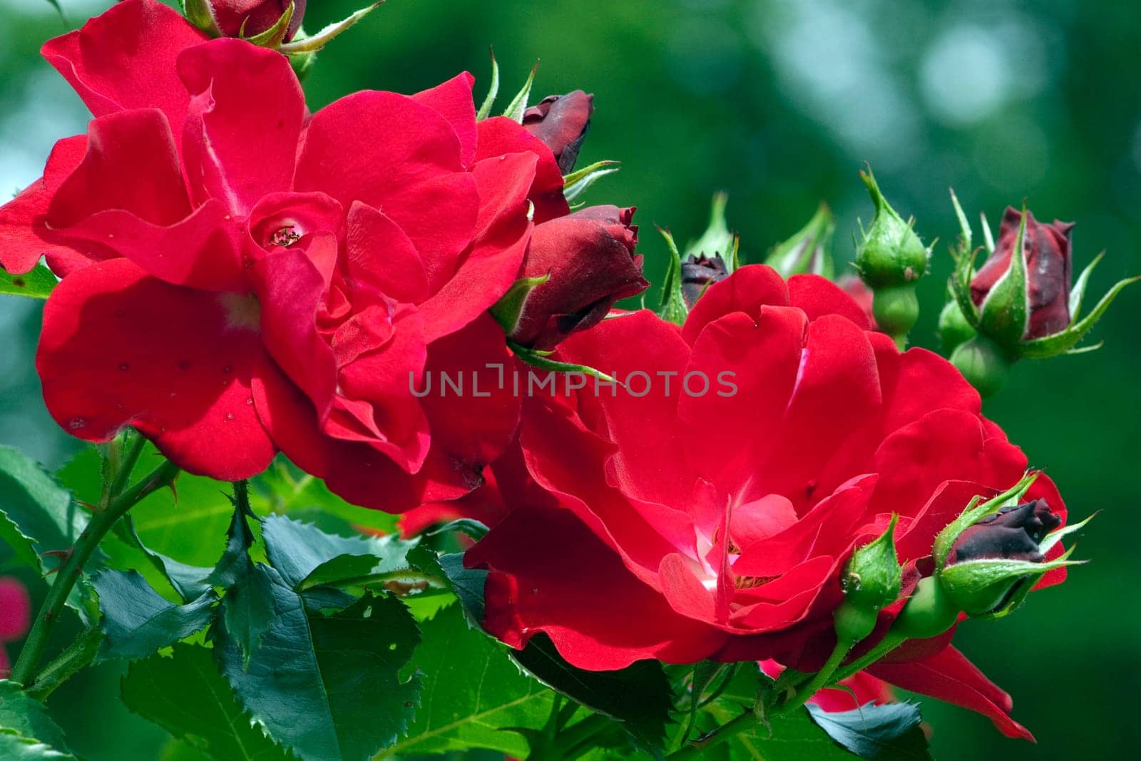 Kletterrose, Zweibruecken