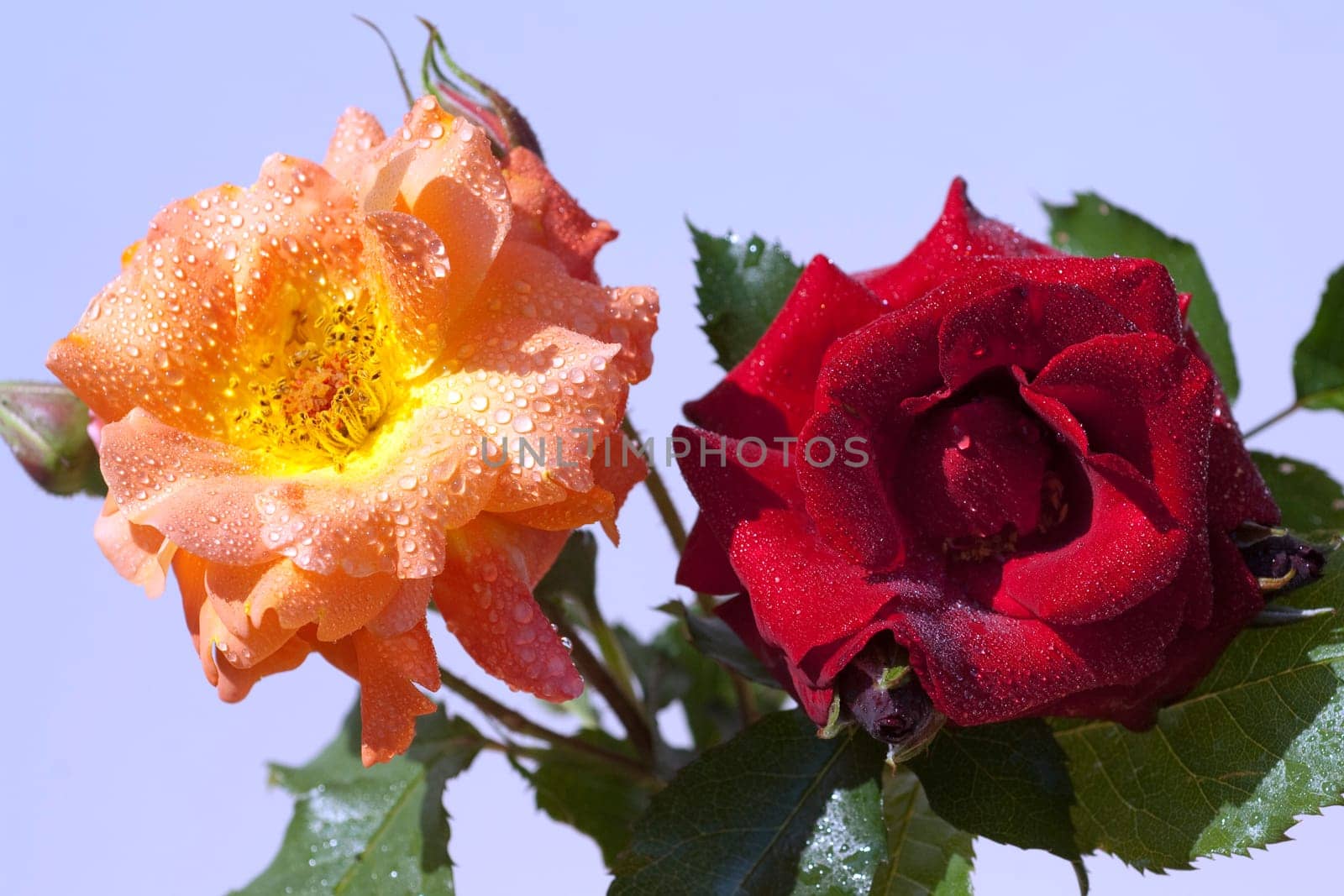 Strauchrose, Westerland, Roter Korsar