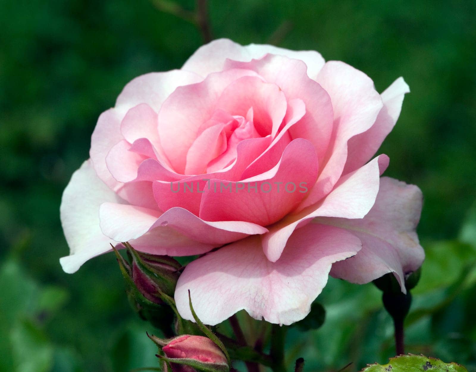 Strauchrose, Rosario