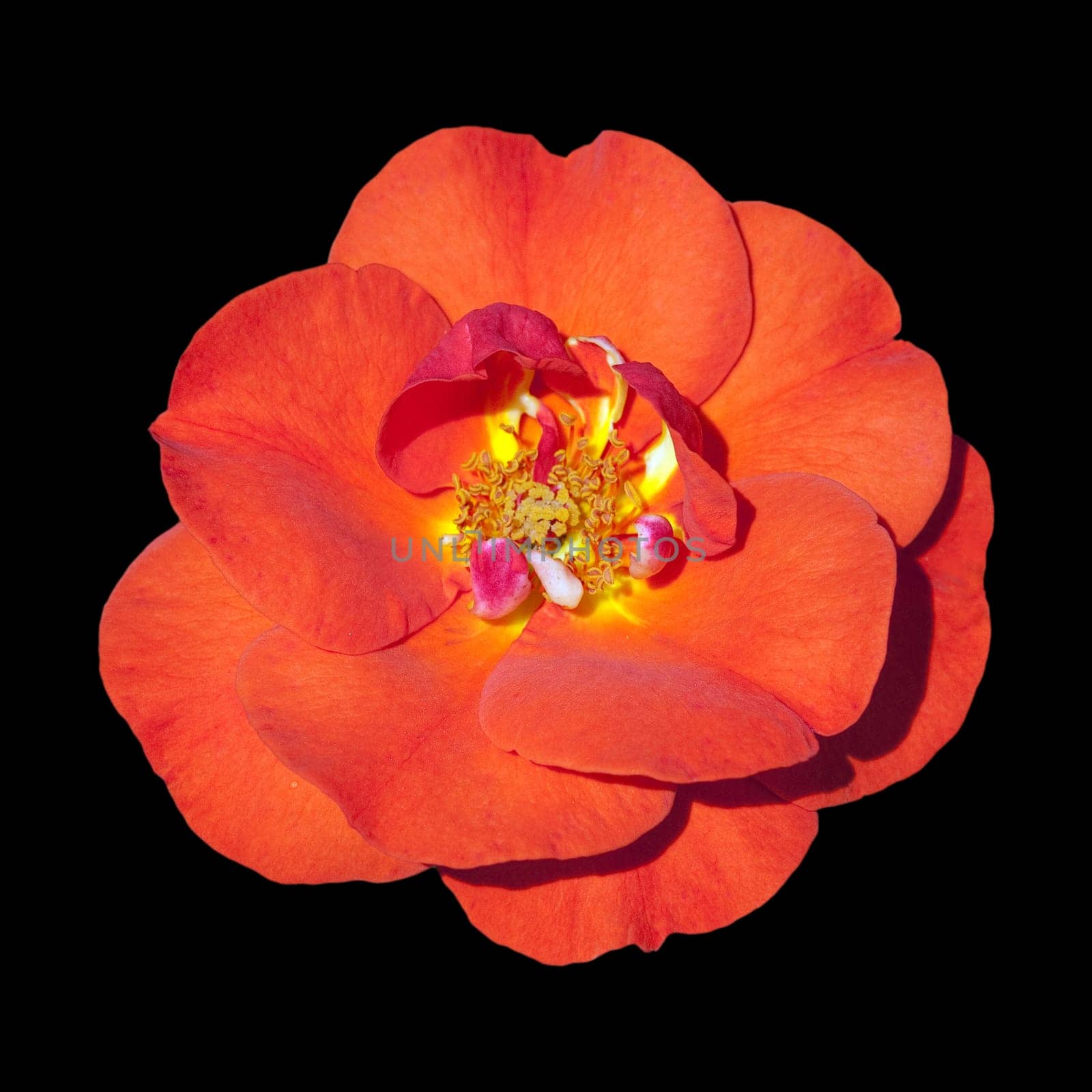 Edelrose, Westpoint