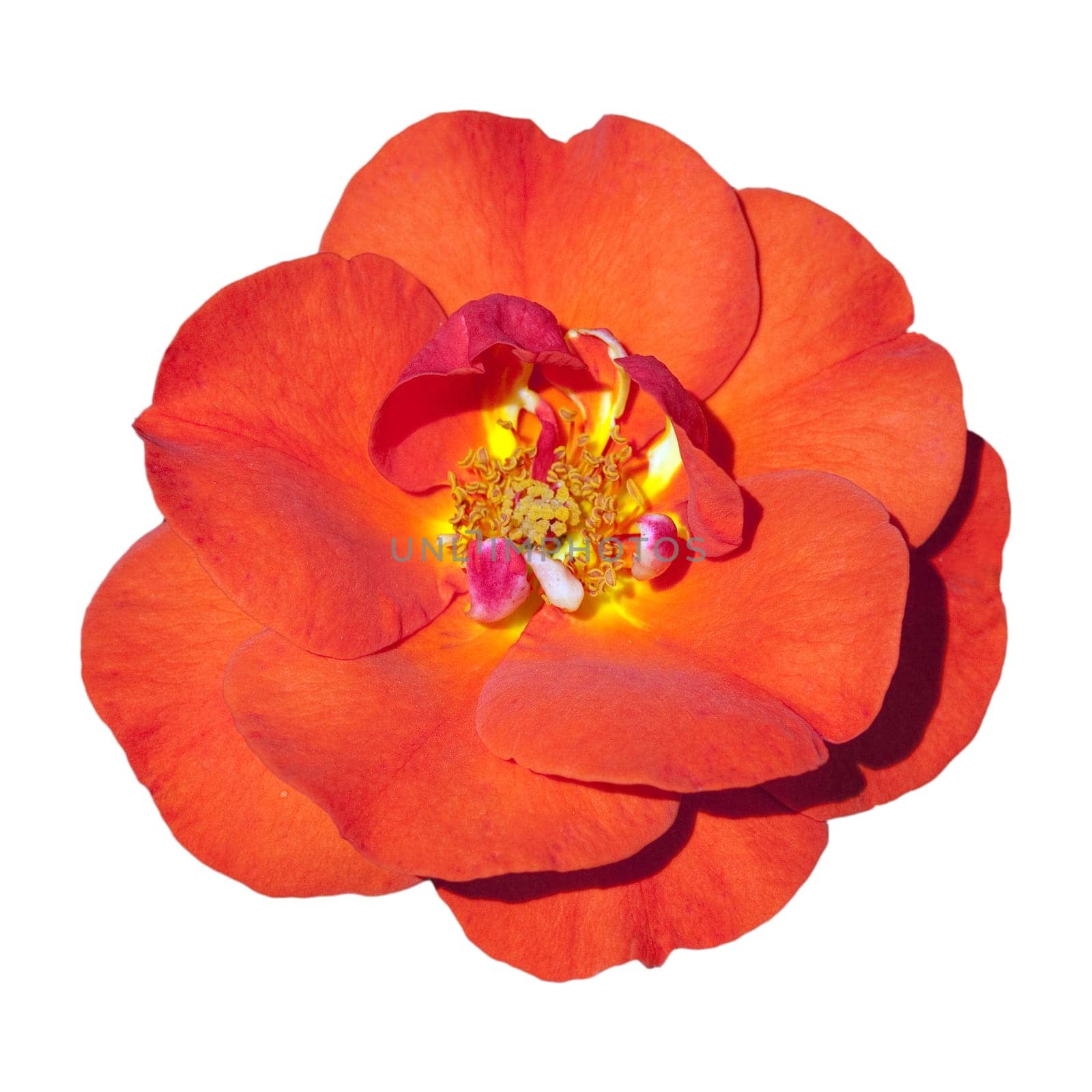 Edelrose, Westpoint