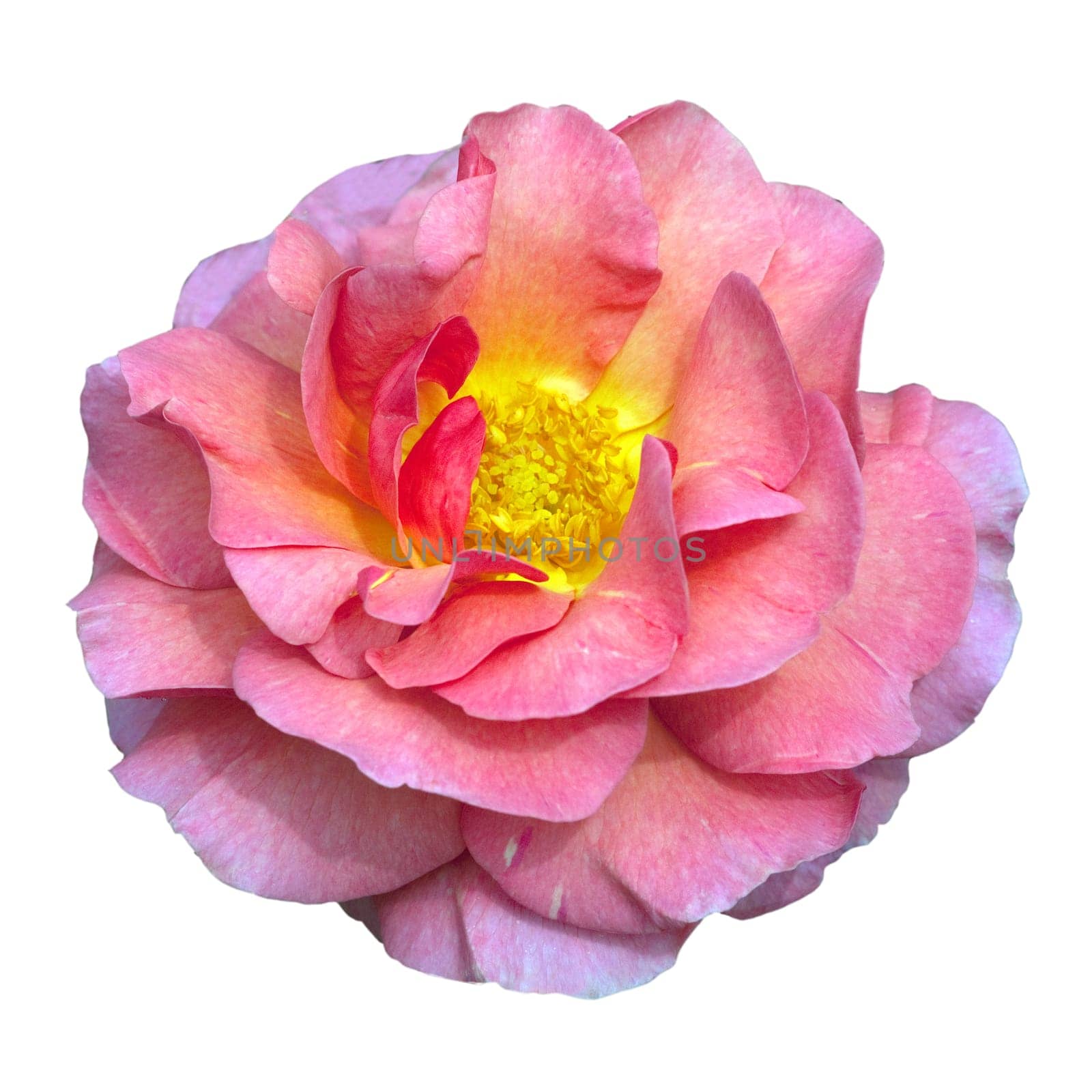 Englische Rose, Lilian Austin