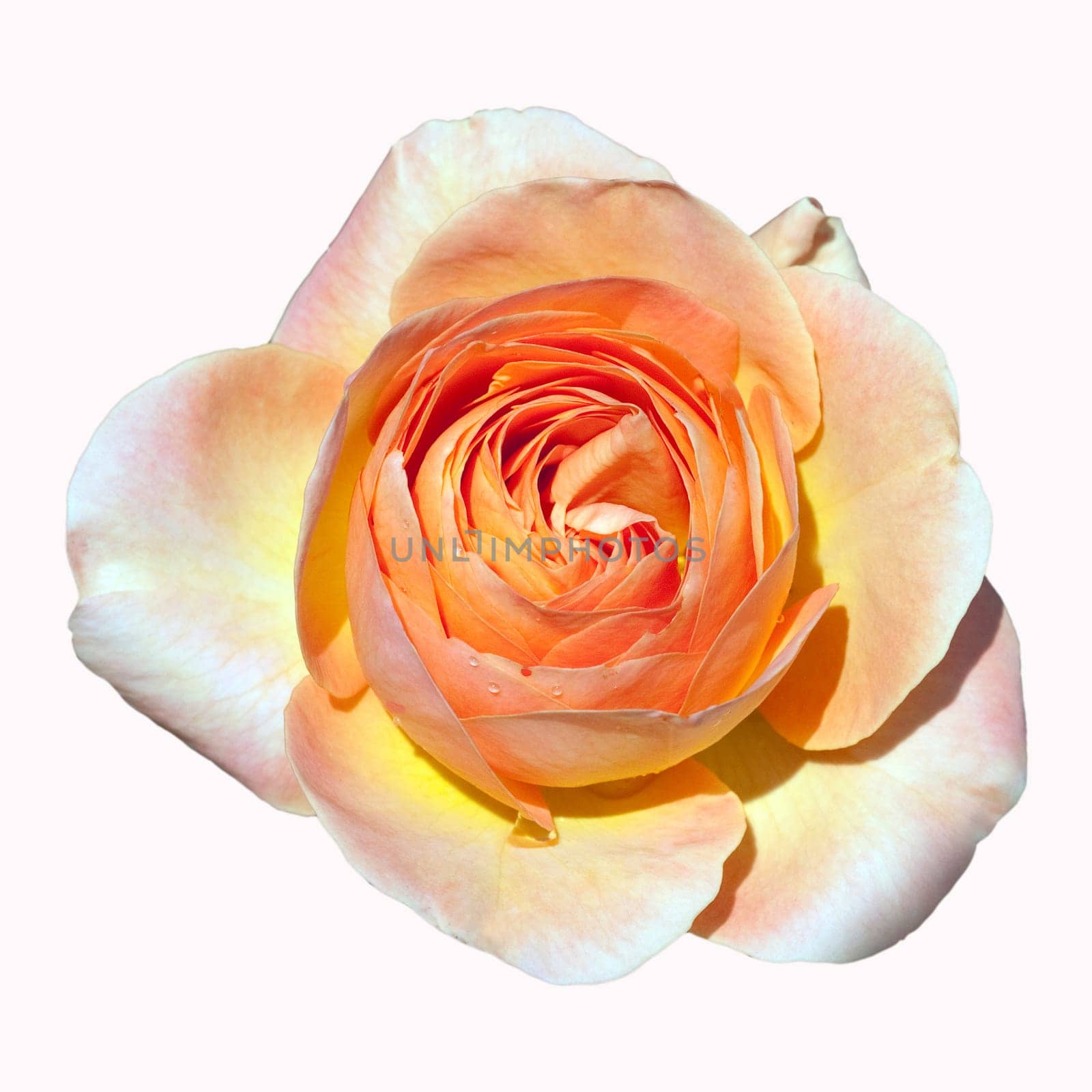 Edelrose, La Palma