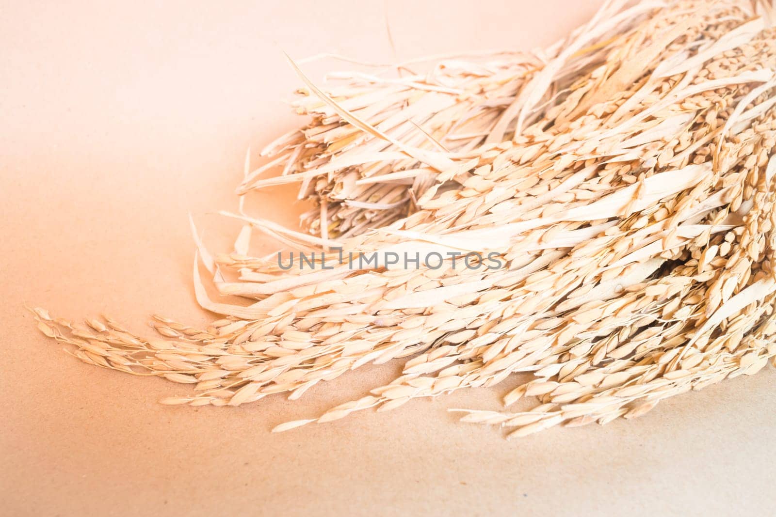 Paddy or rice grain (oryza) on brown background, stock photo