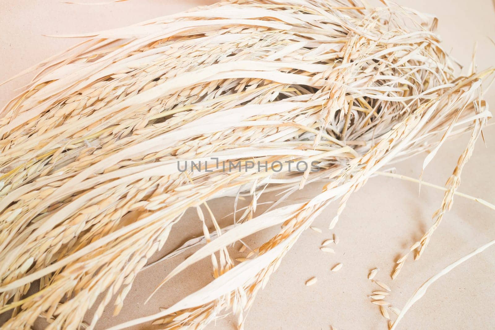 Paddy or rice grain (oryza) on brown background, stock photo