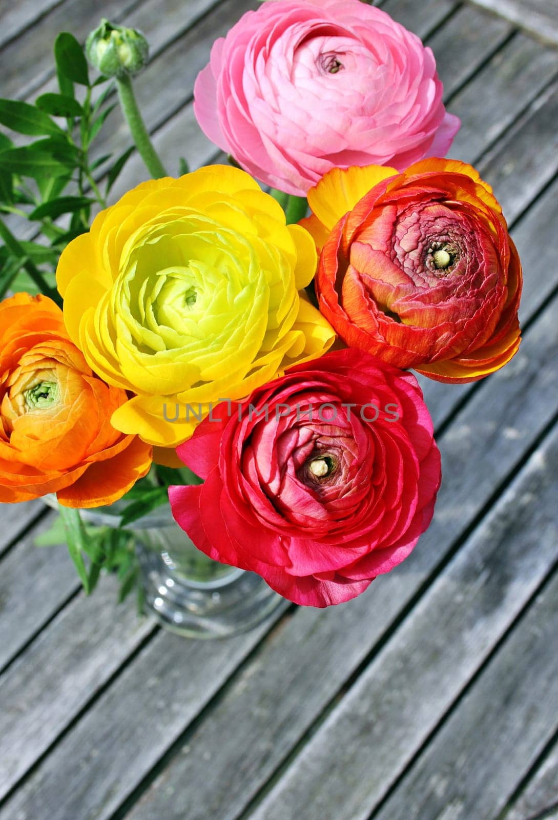 Ranunkel blumenstrauß in front of a wooden background from a bird's eye view
