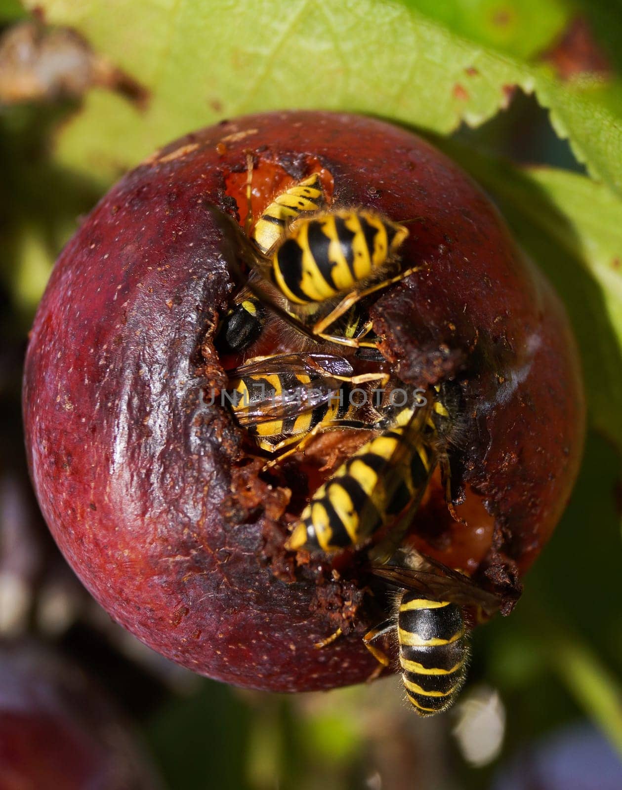 Wasps in a plum. Wasp eats the plum in a tree