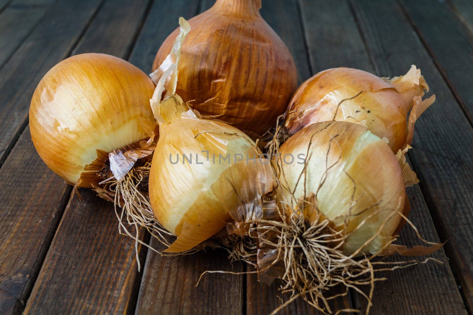 lot of ripe onion. delicious fall vegetable