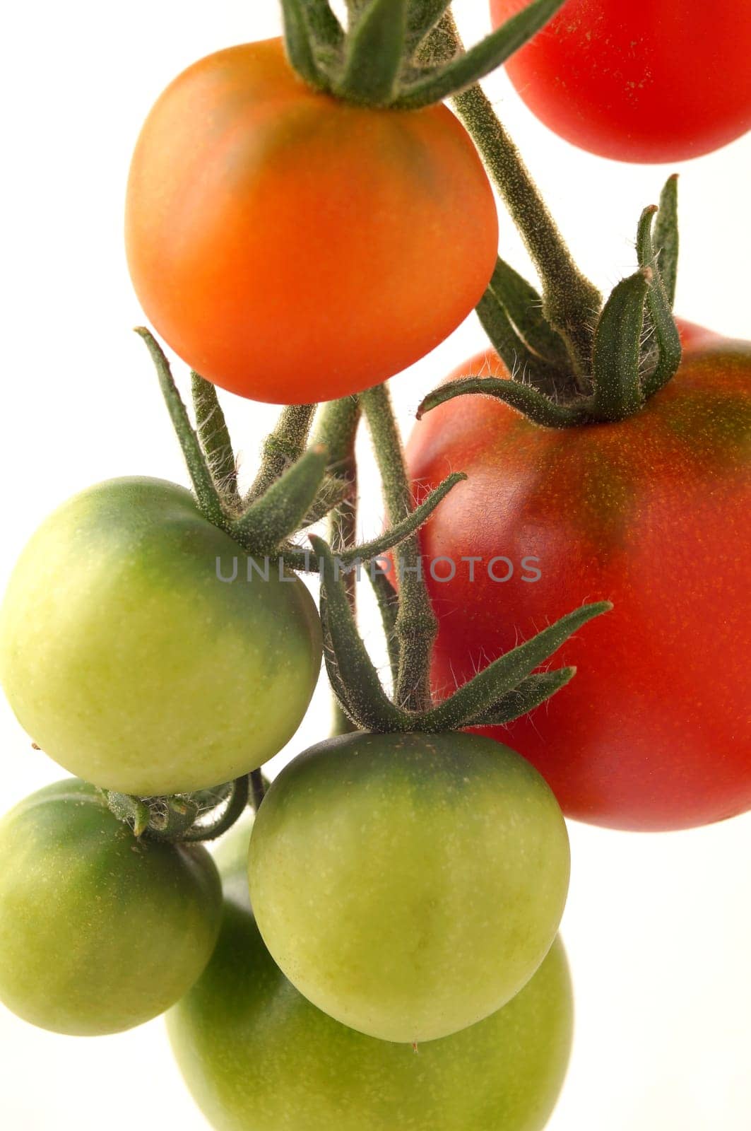 Fresh home grown tomatoes. Red, green, closeup