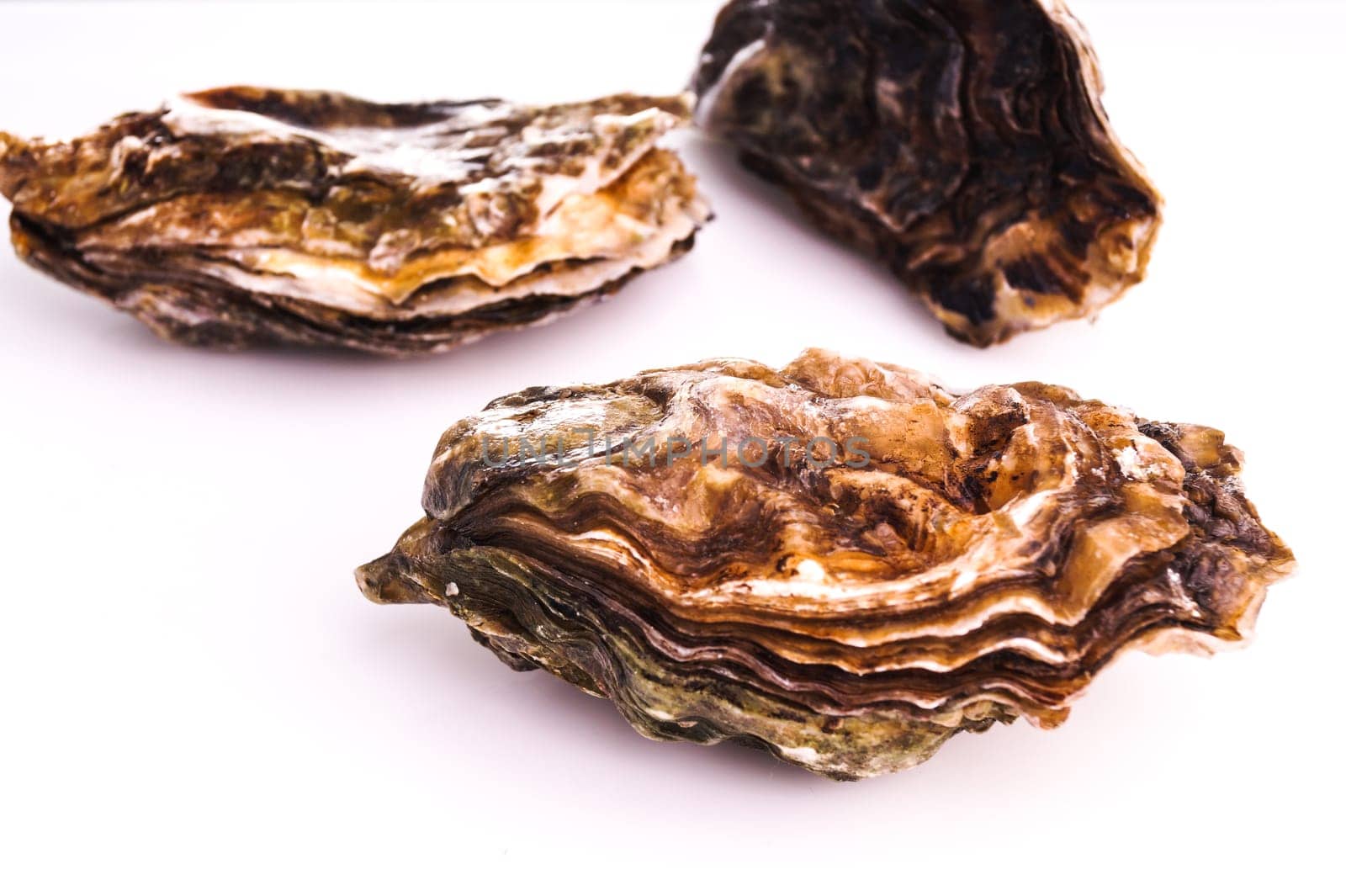 Gourmet fresh french oysters isolated on white