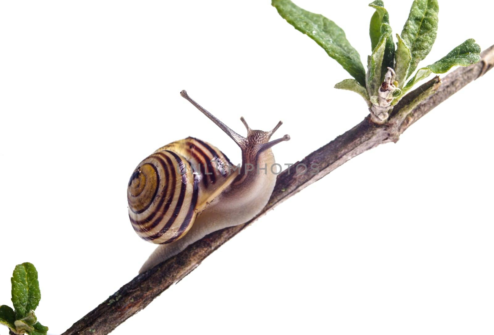 Garden Snail on Branc, isolated on white