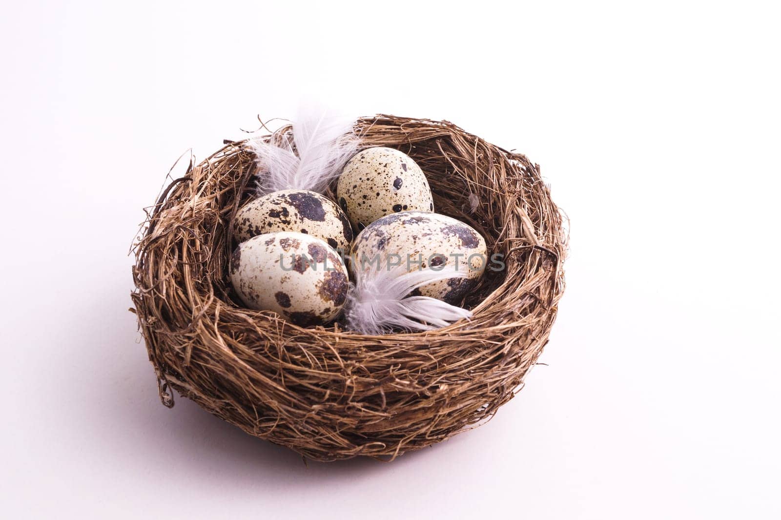Quail egg in nest, spring and easter with white feathers
