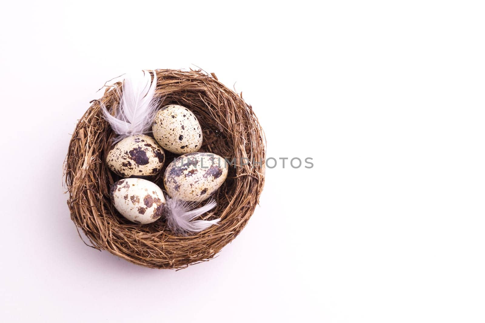 Quail egg in nest, spring and easter with white feathers