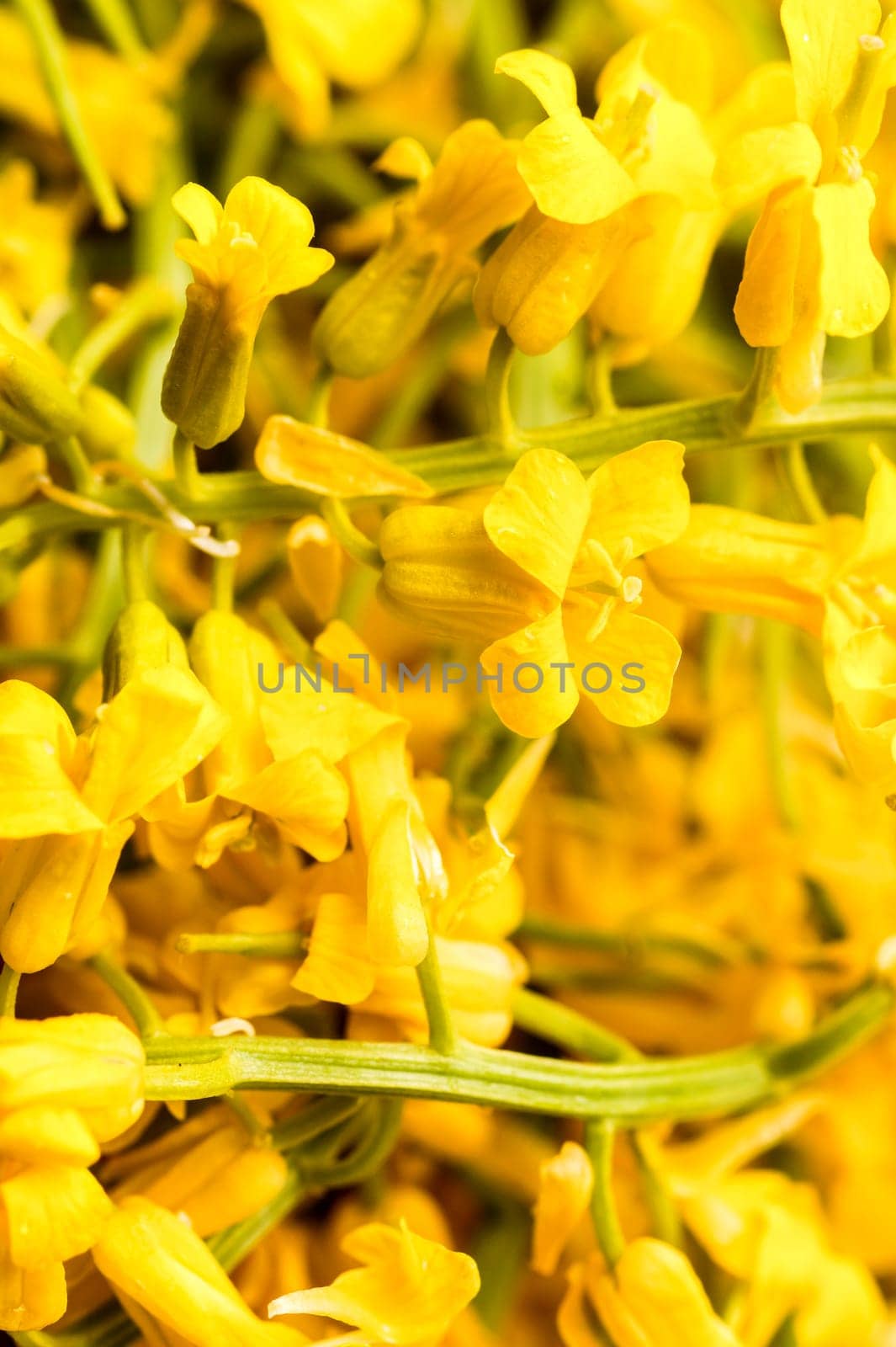 Winter Cress flowers used for both cooking, alternative medicine and aromatherapy. Great ingrediens in the New Nordic Culinary