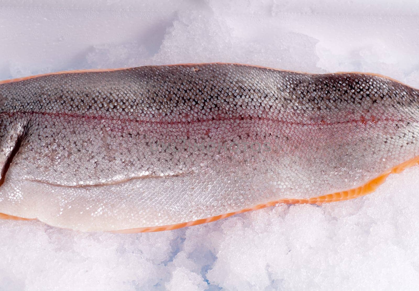 Whole shiny, fresh raw trout side lying on ice