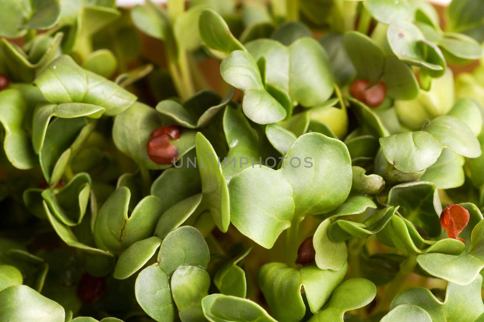 Summer Green Fresh Organic Cress. Close up and Macro