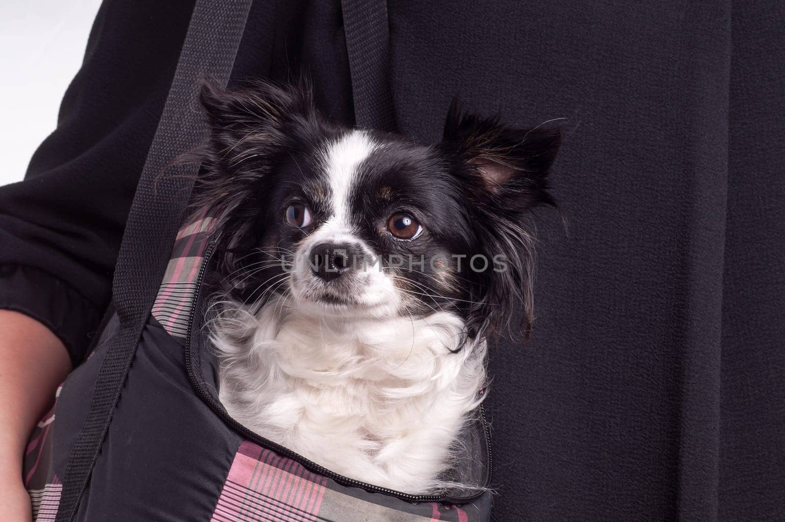 accessories dog chihuahua. Small black and white Chihuahua dog carried by her owner in a dog bag