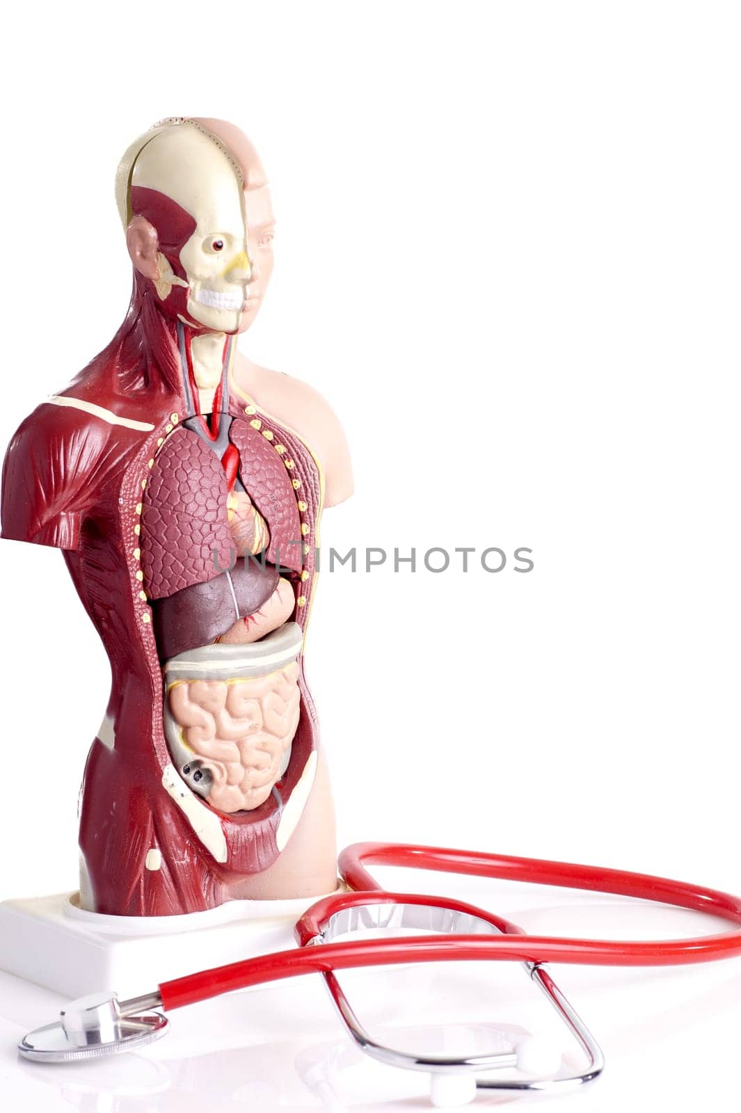 Human anatomy model and stethoscope used for teaching students and patients about the body&#39 s vital organs of teachers and doctors. medical equipment