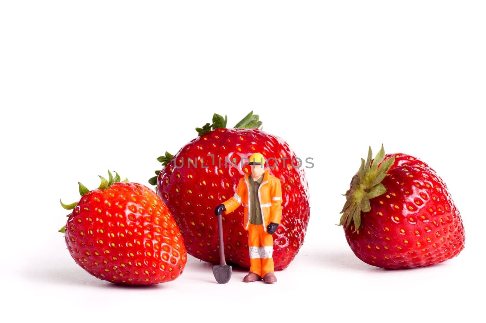 Fresh organic red Strawberry, with standing worker, isolated on white