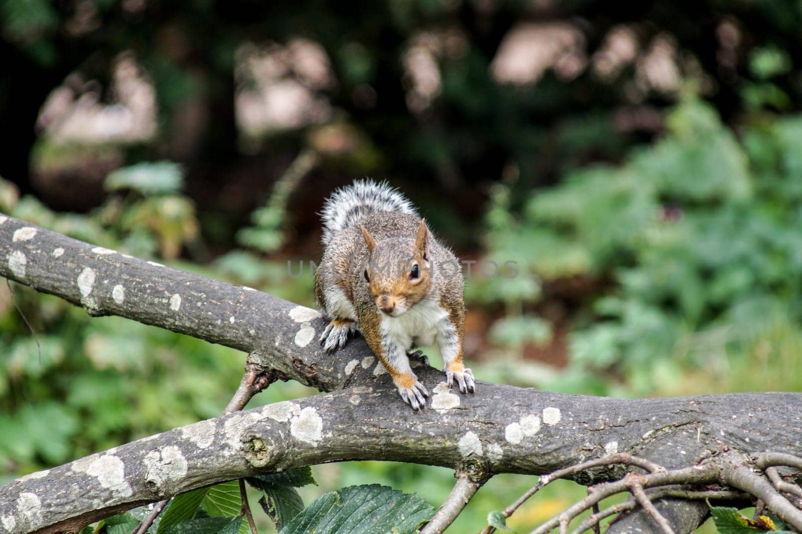The squirrel sitting on a branch in the park and is wary of dangers