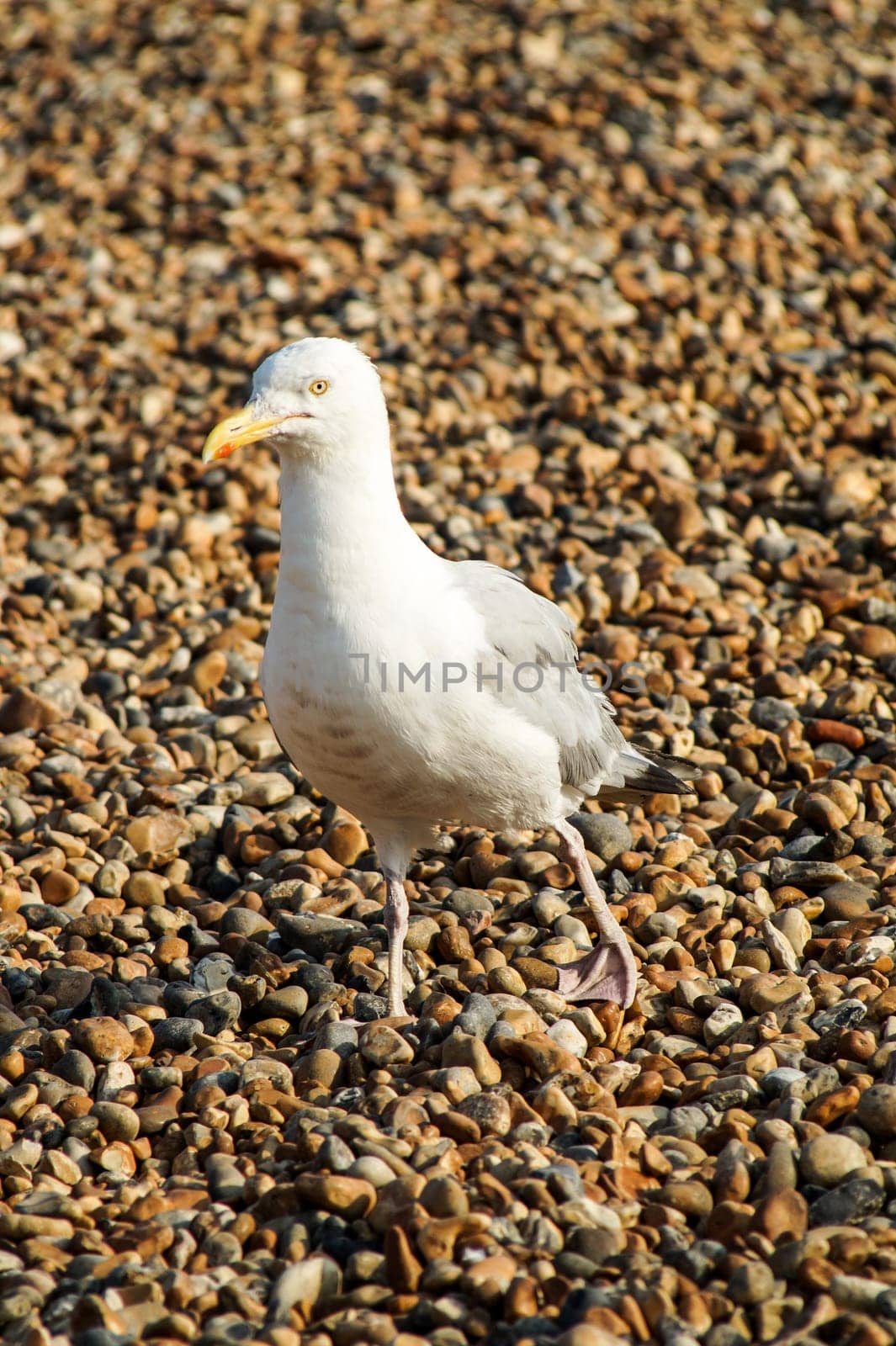 Seagull walking around on a rocky beach