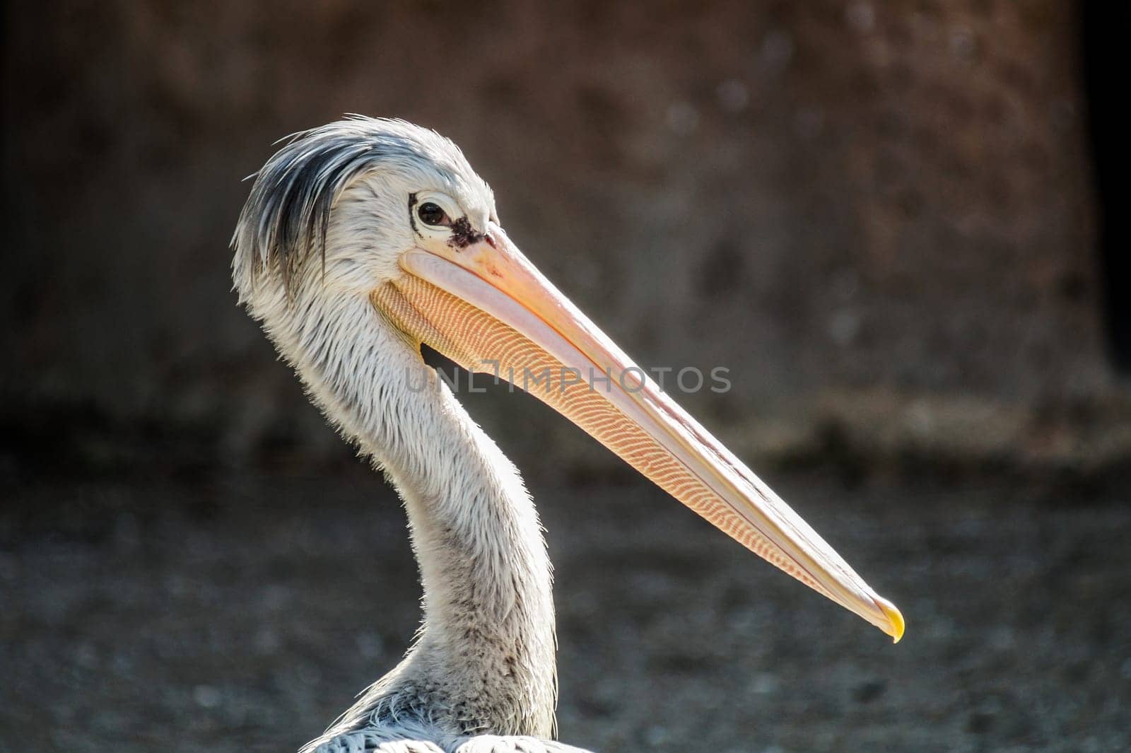 Pink Backed Pelican floating in the water