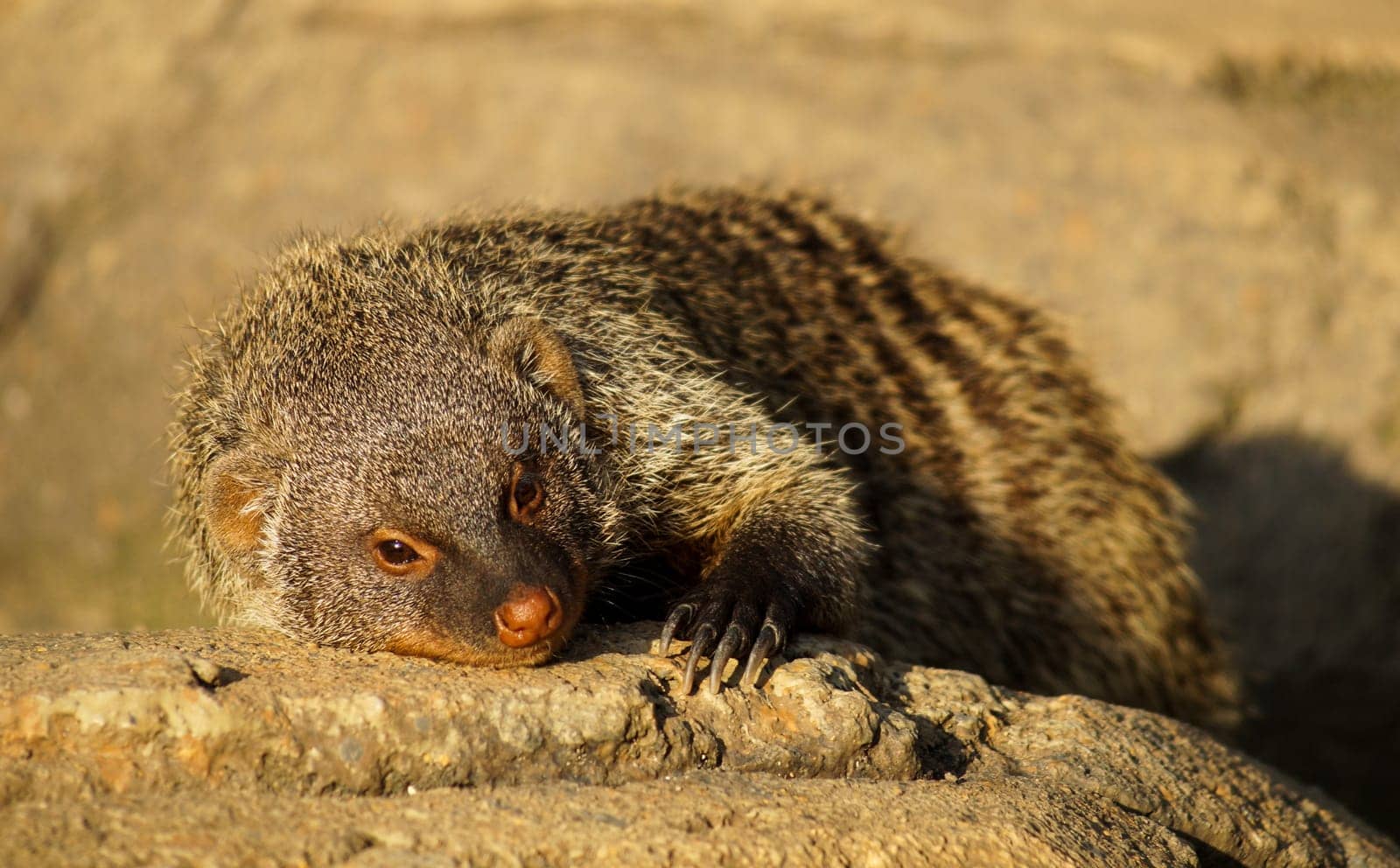 Banned Mongoose in the sun, lying on the hot stones