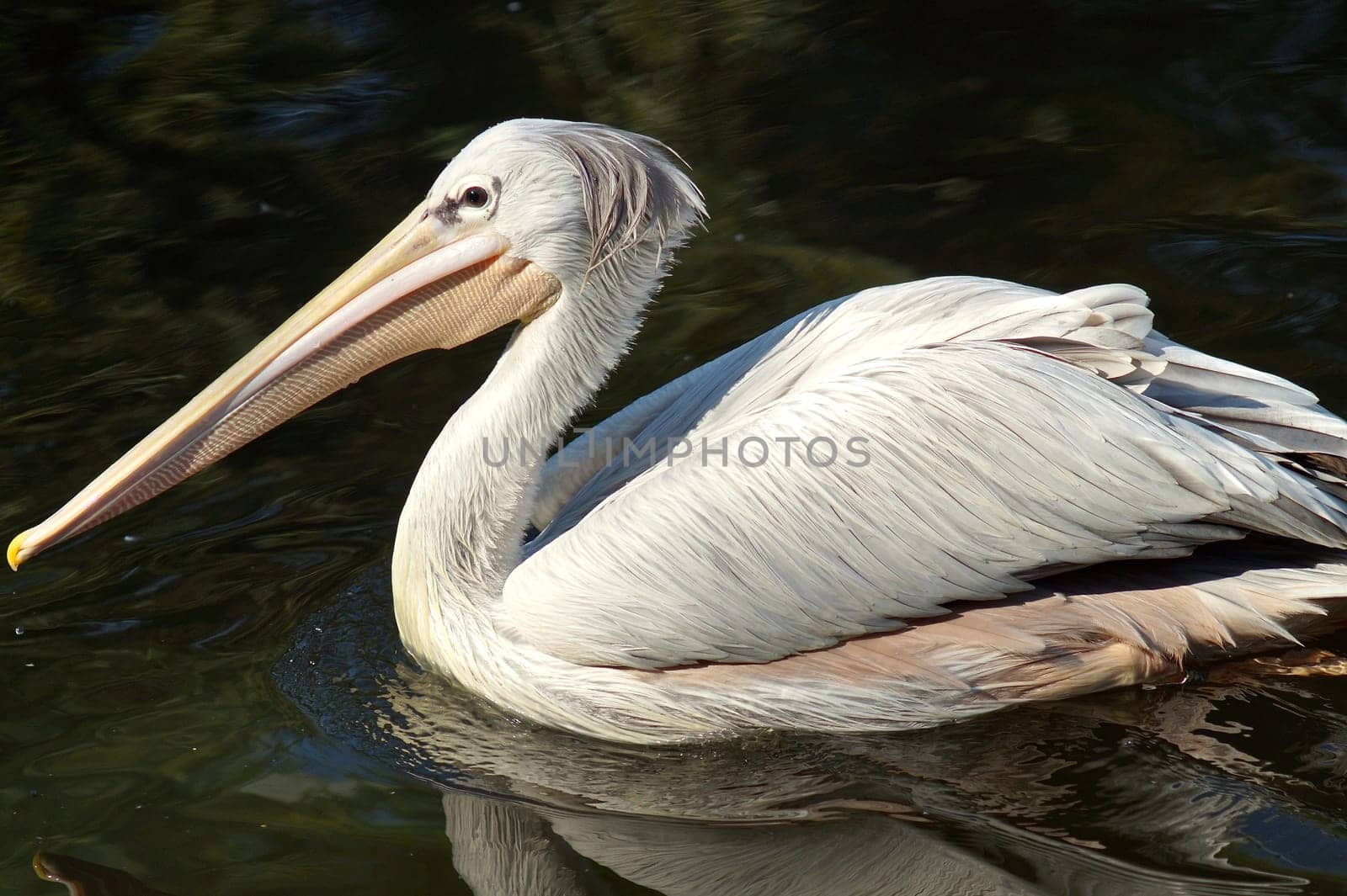 Pink Backed Pelican floating in the water