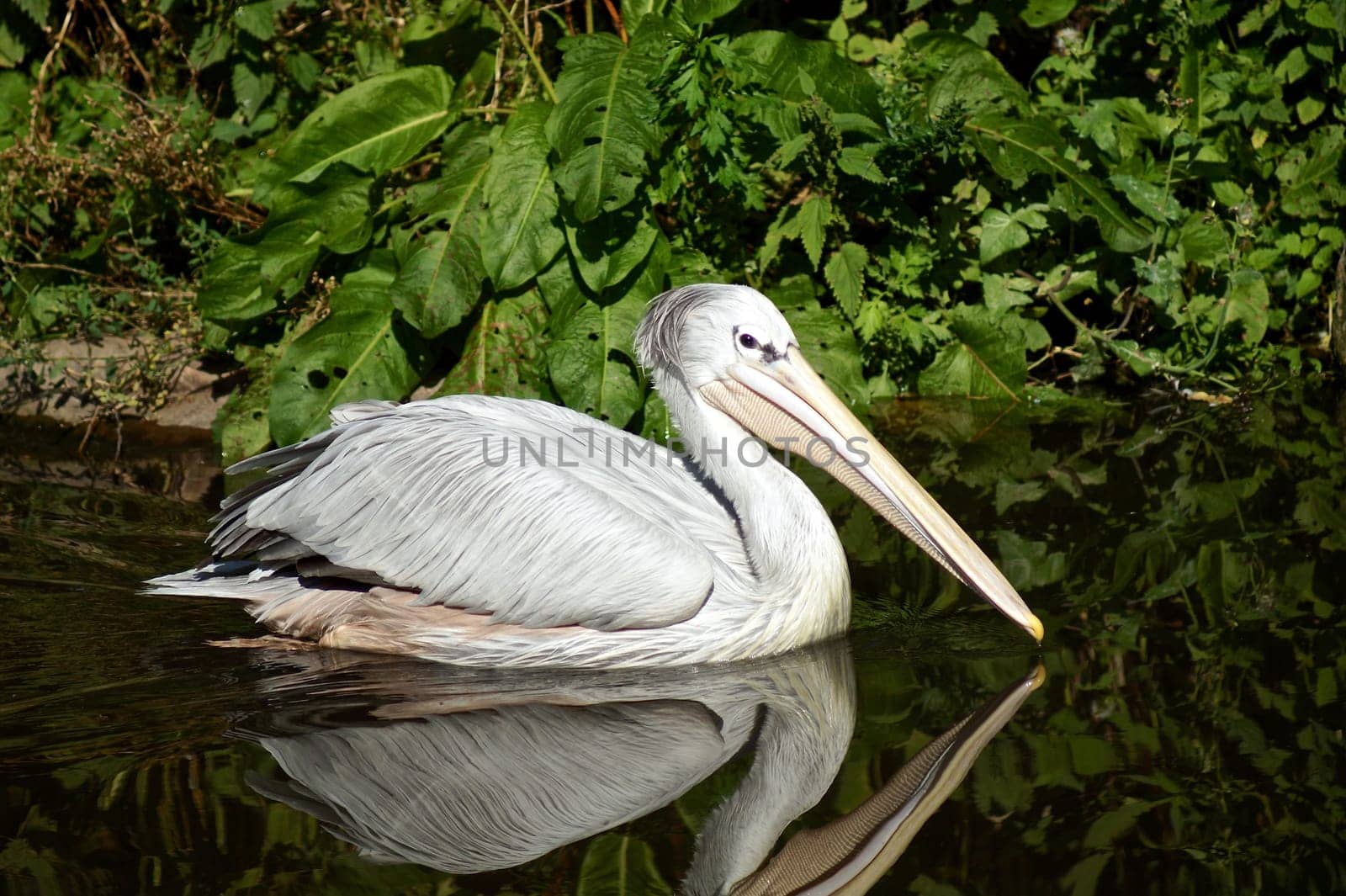 Pink Backed Pelican floating in the water
