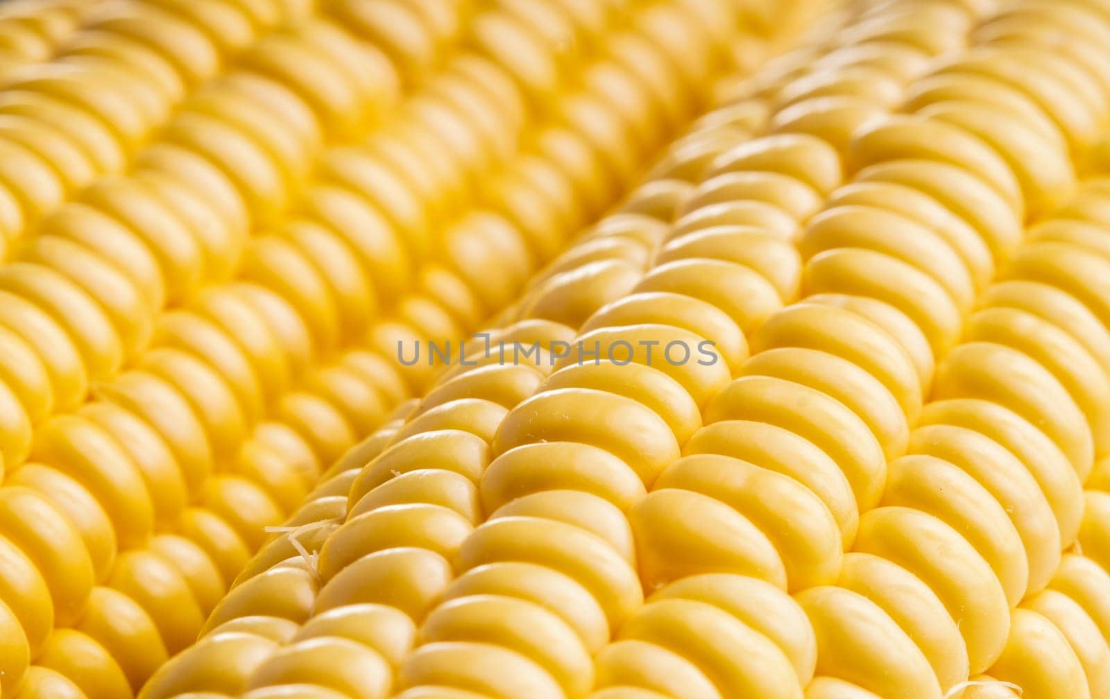 Fresh healthy organic Corncob ready for eating and cooking