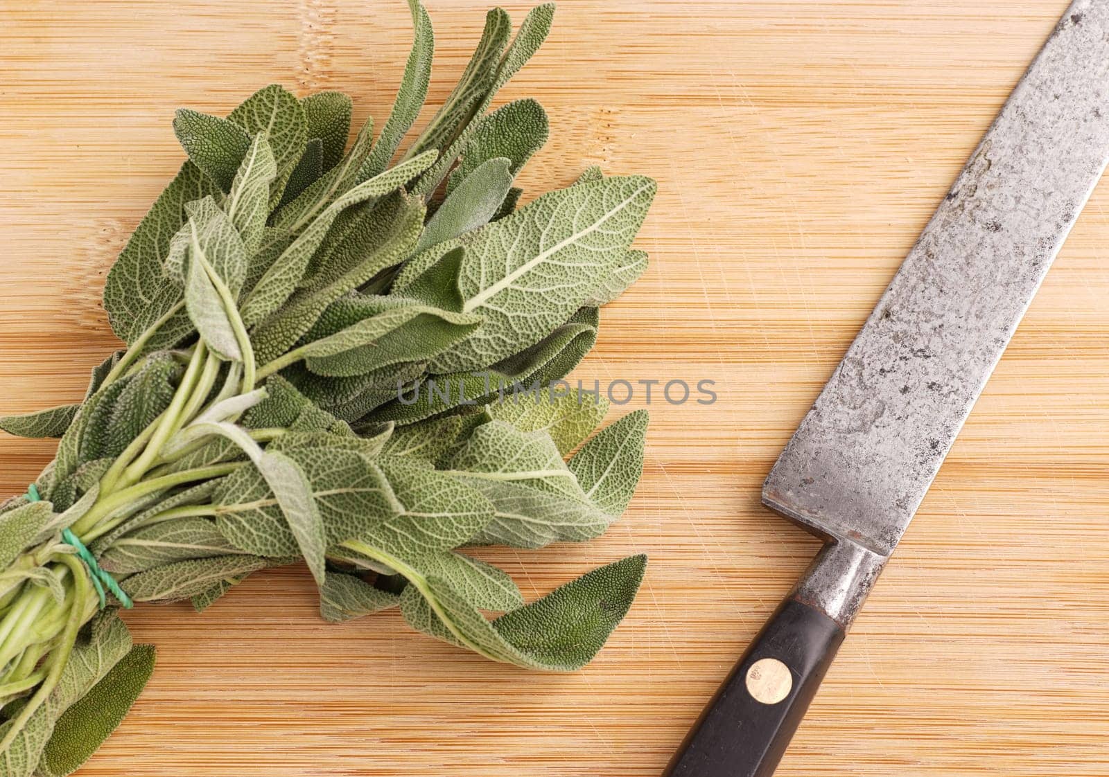 Sage , herb with characteristic flavor to the savory cuisine