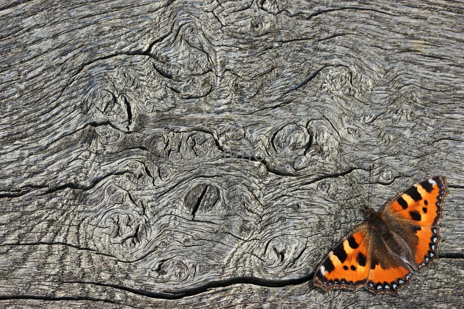Small fox (Aglais urticae) on wood