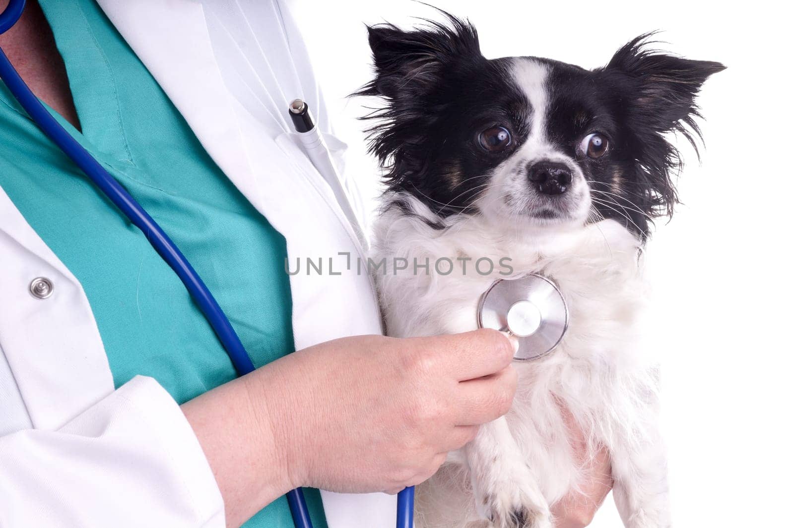 Vet and Dog, Chihuahua. The veterinarian exam the dog for checking its health