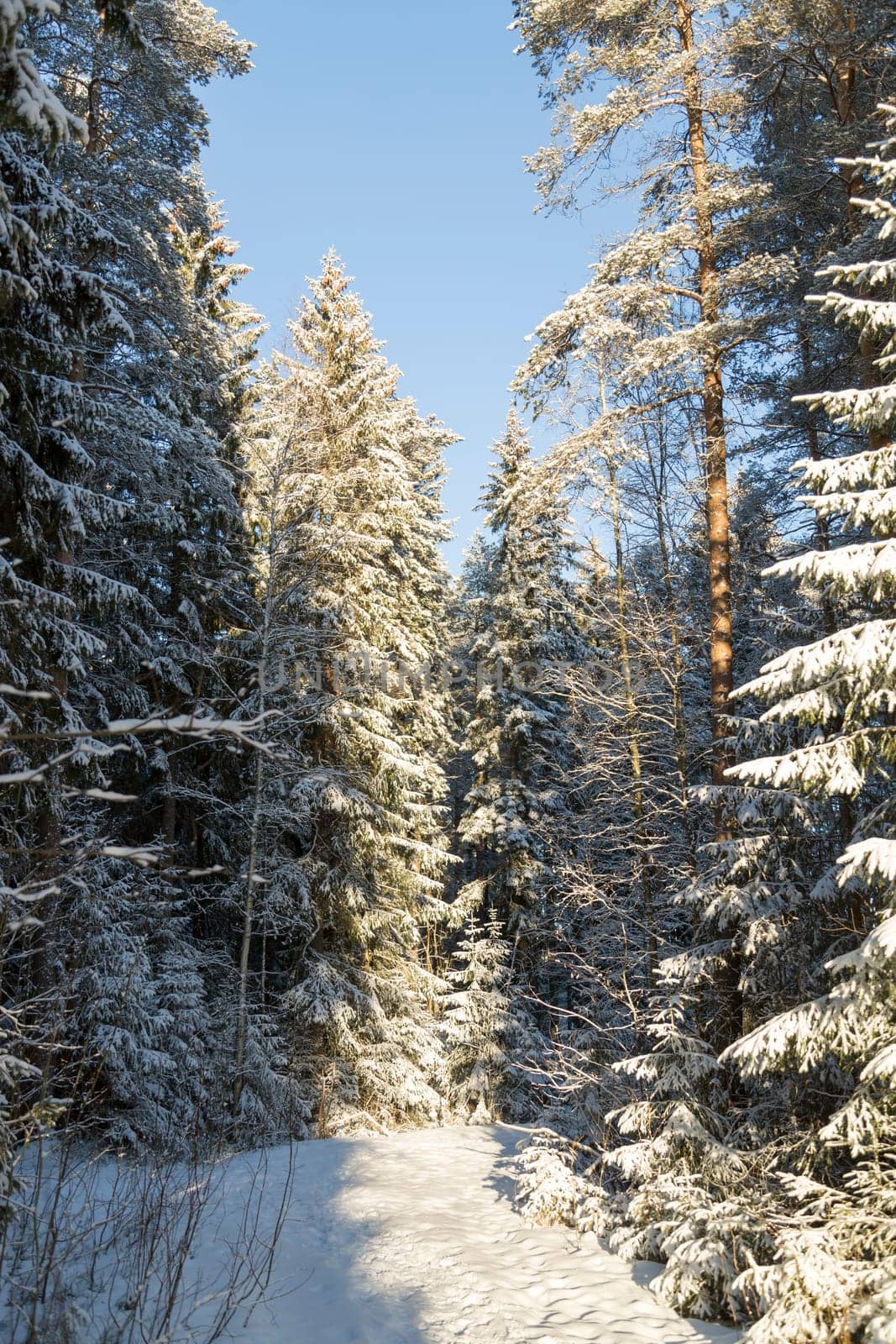 Forest in Winter in Sweden.