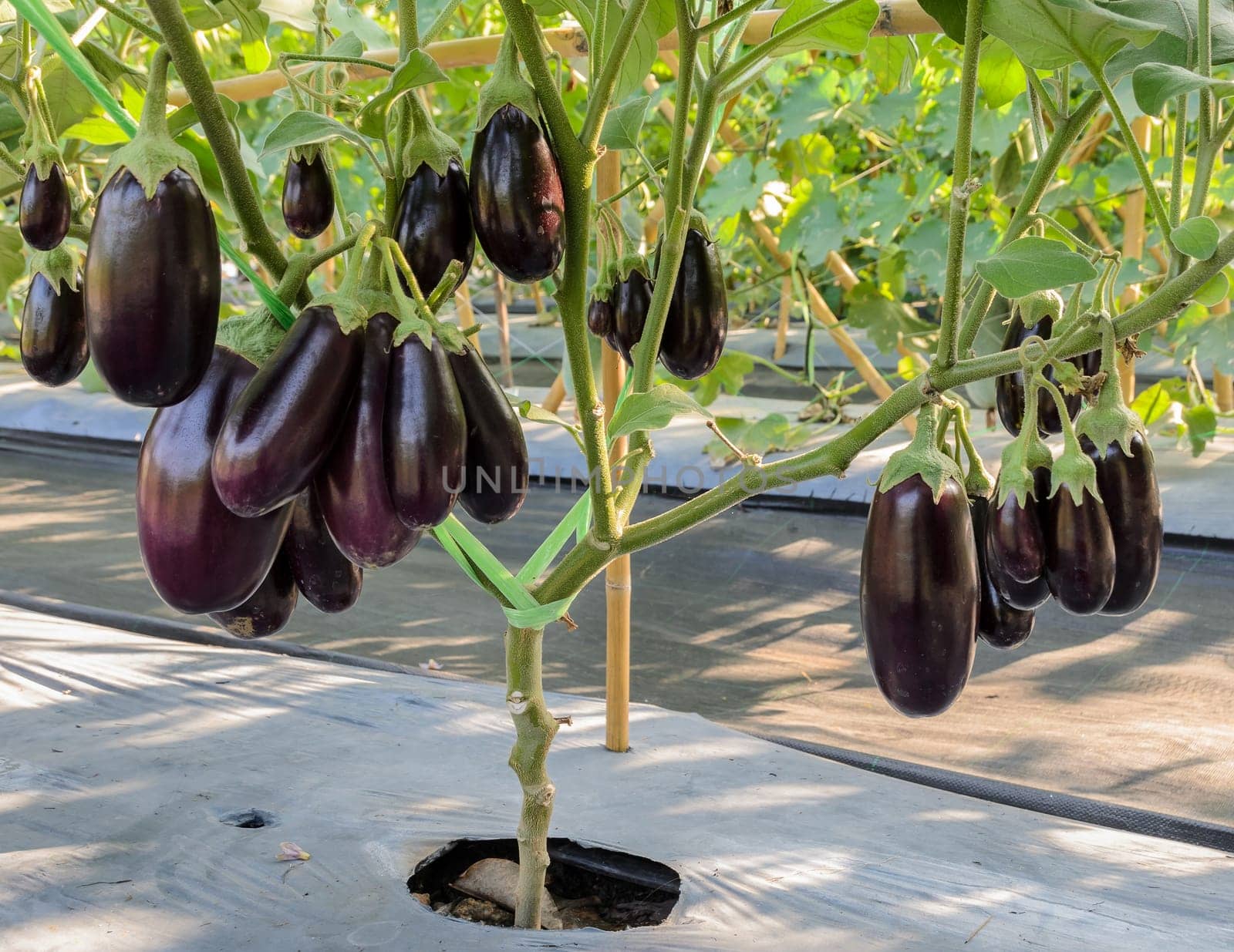 Purple eggplant plantation in the garden with plastic film placed over the ground