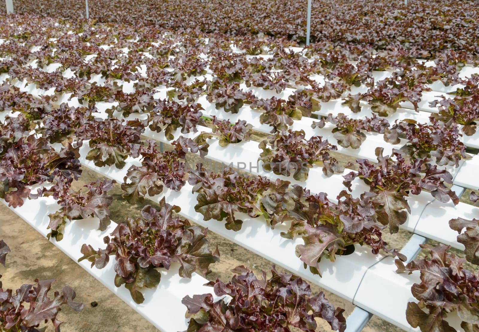 Hydroponic red oak leaf lettuce vegetables plantation in aquaponics system