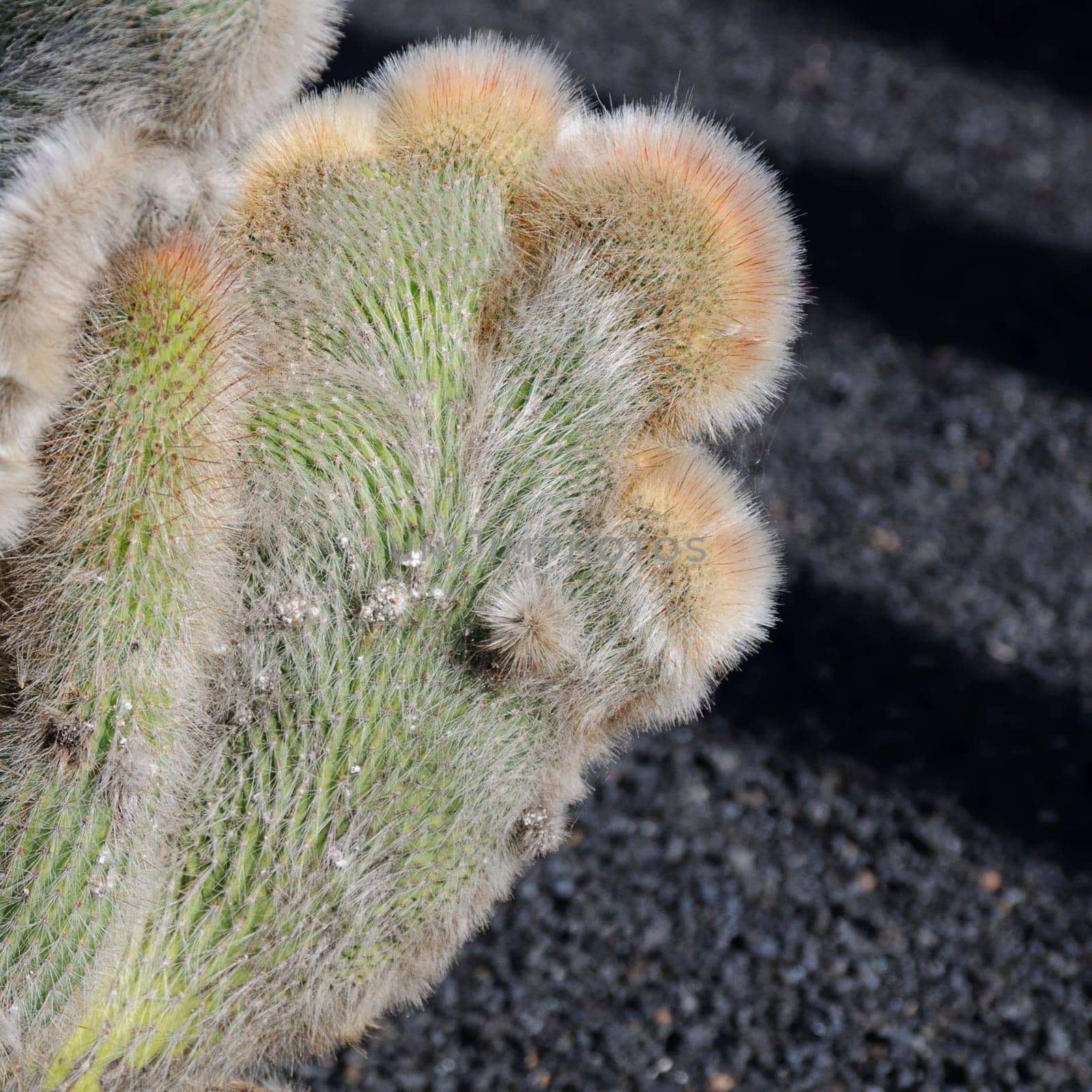 cacti in the open land