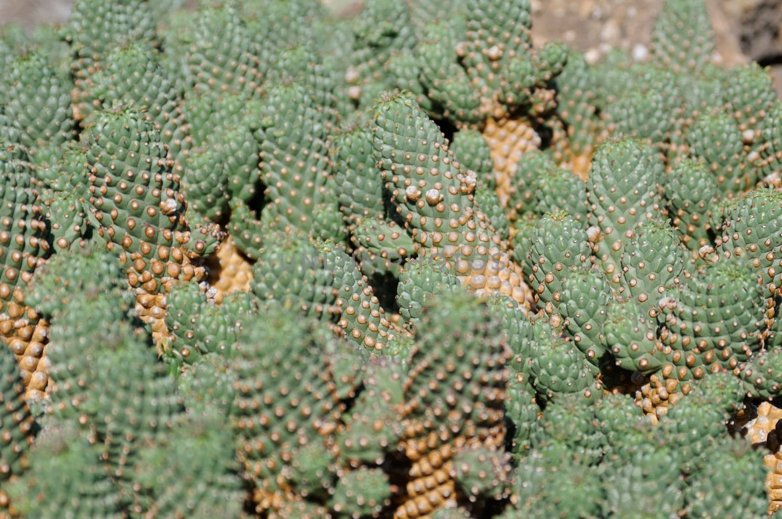 cacti in the open land