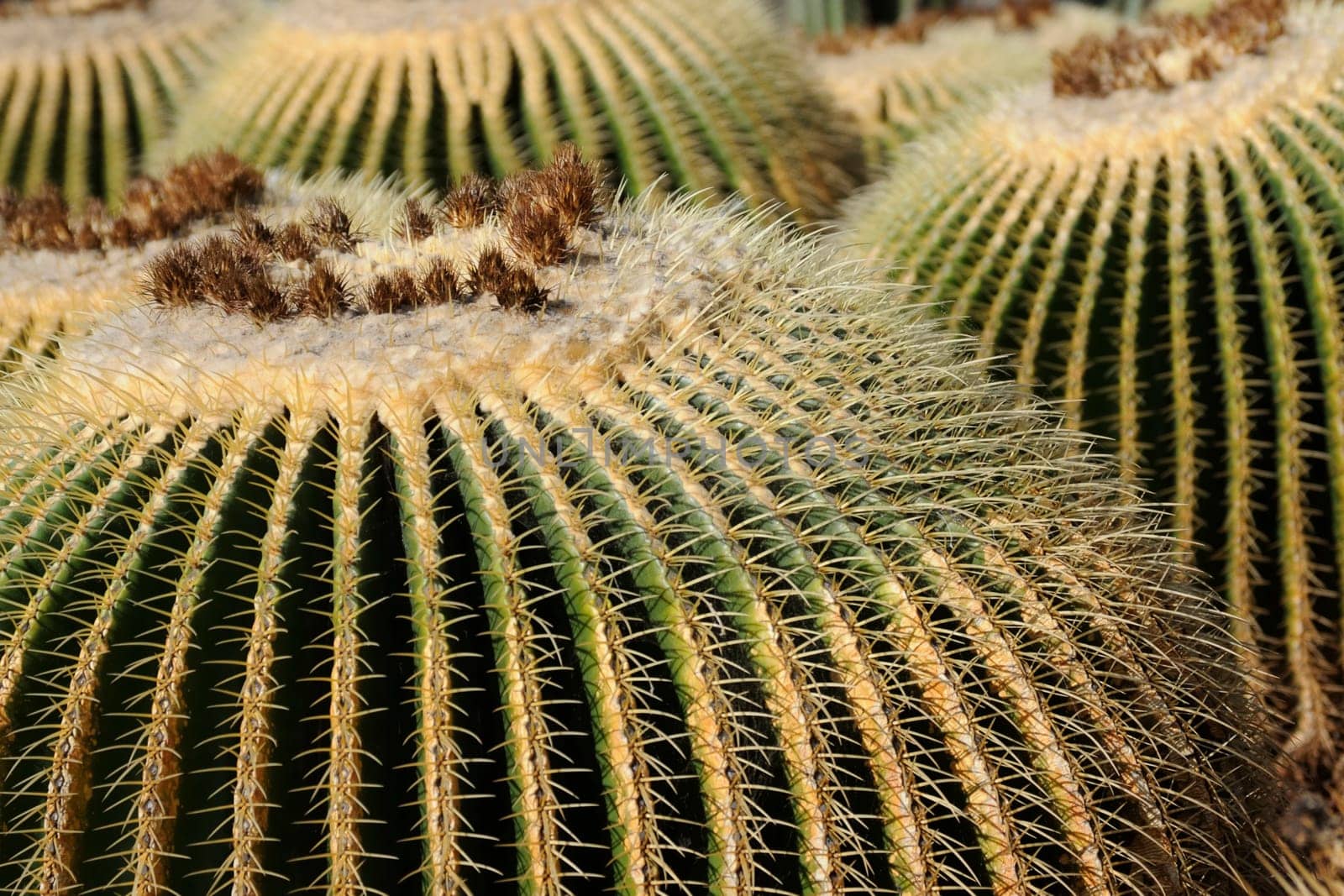 cacti in the open land
