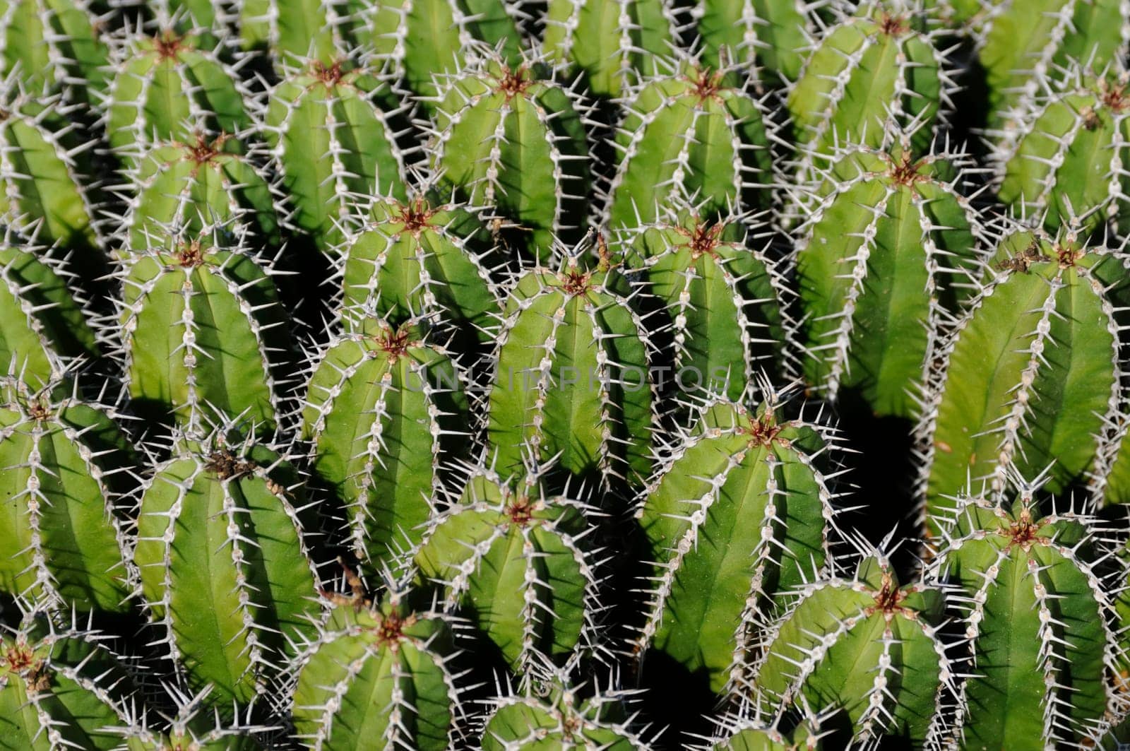 cacti in the open land