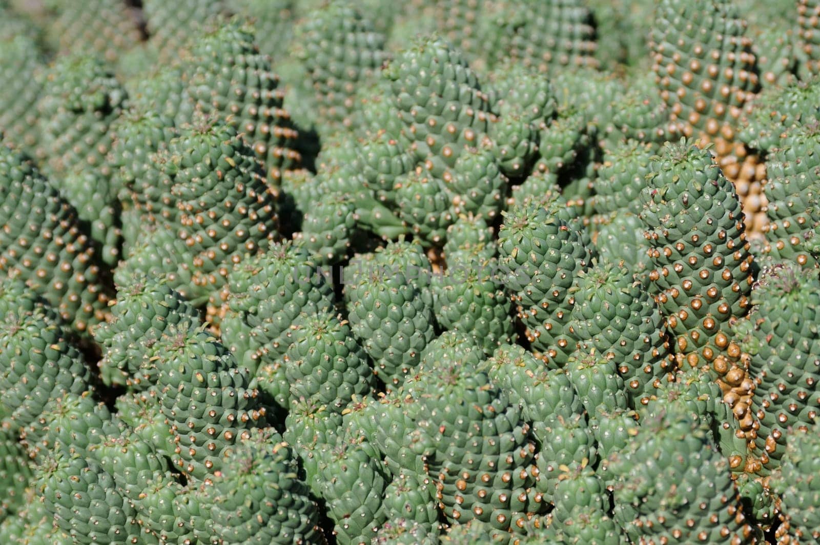 cacti in the open land